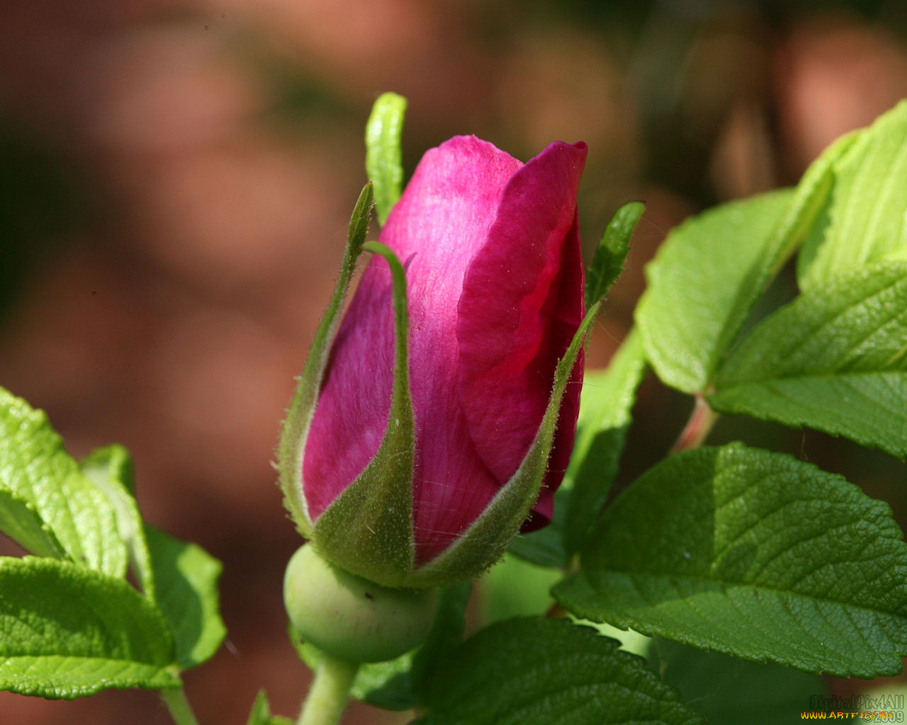 цветы, шиповник