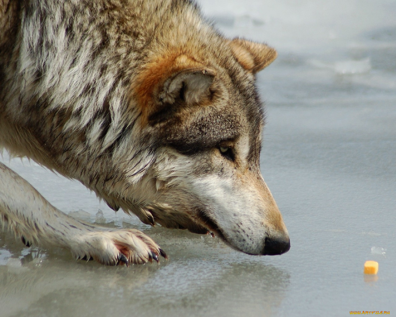 животные, волки