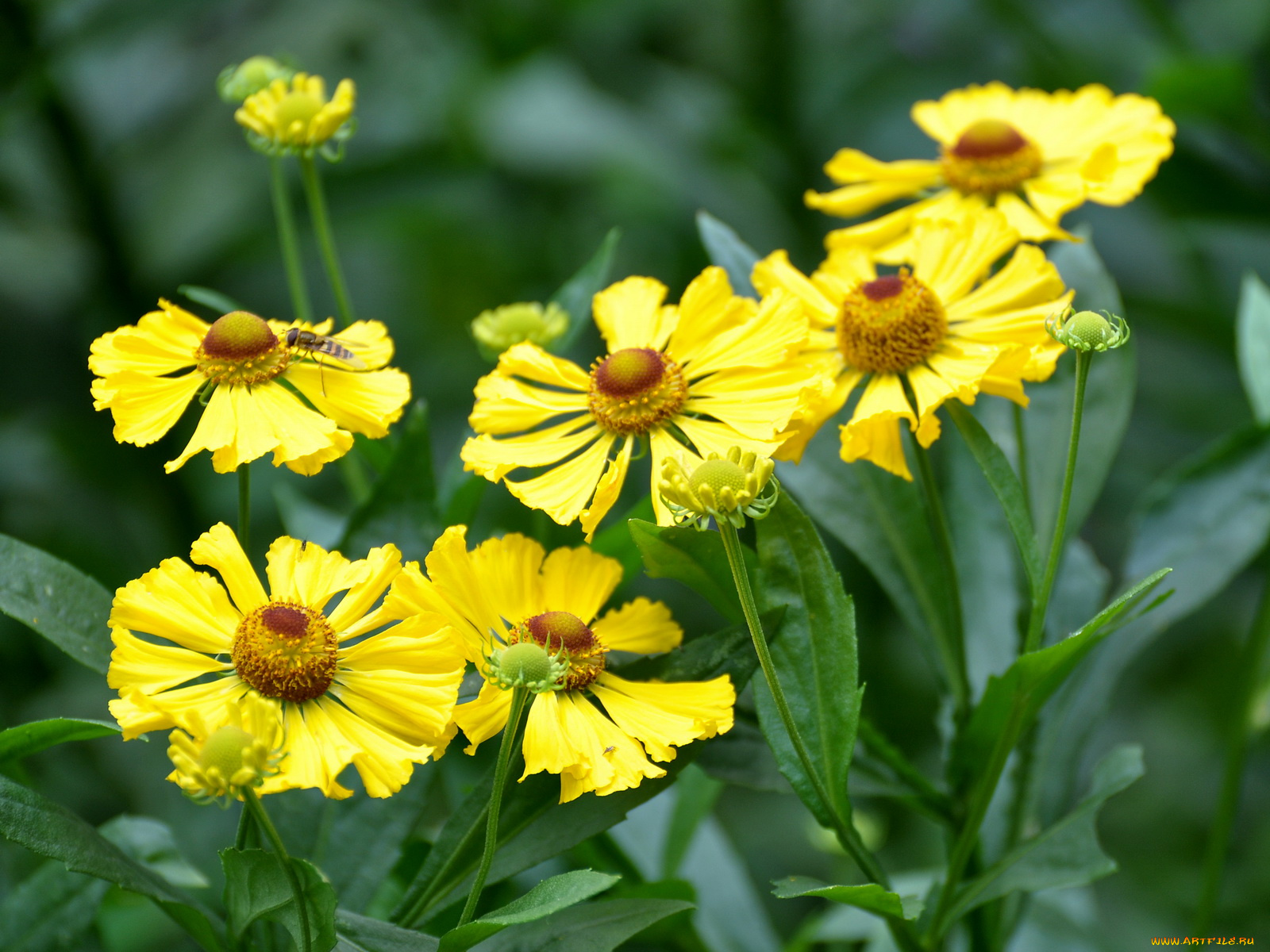 цветы, гайлардии, гелениумы