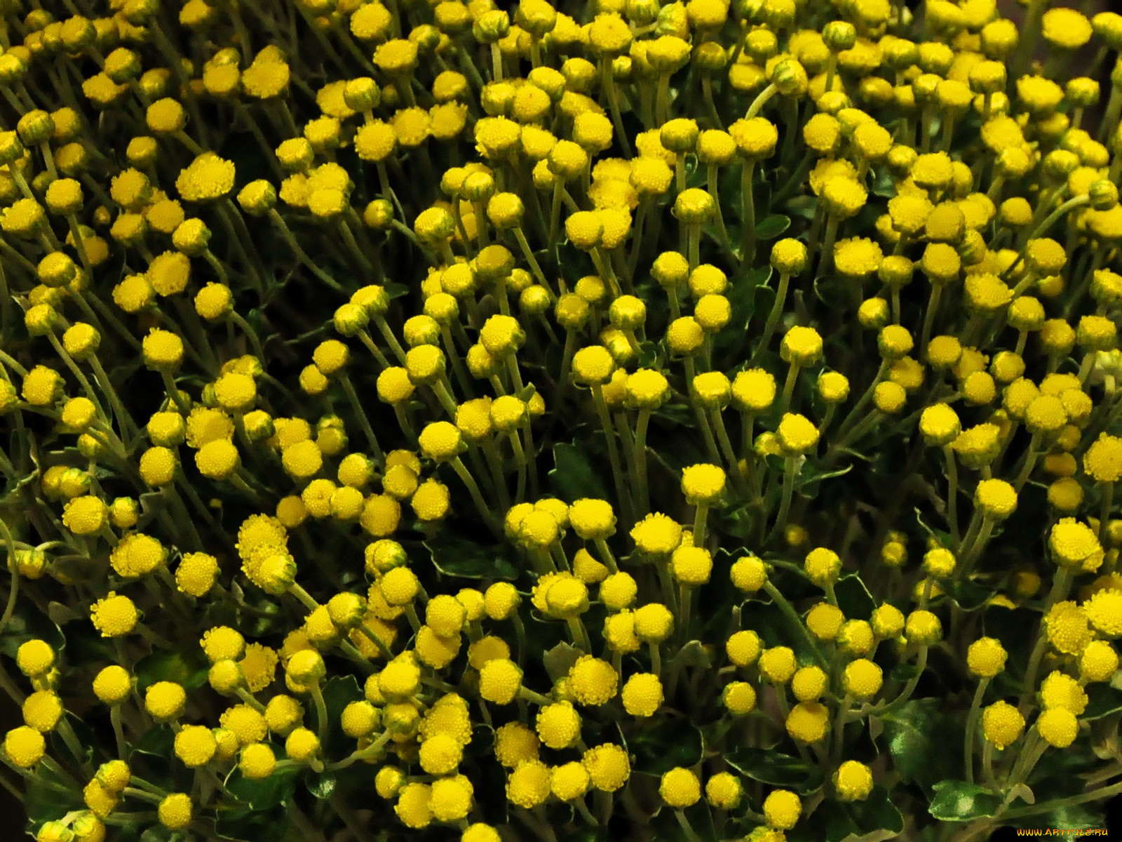 цветы, хризантемы