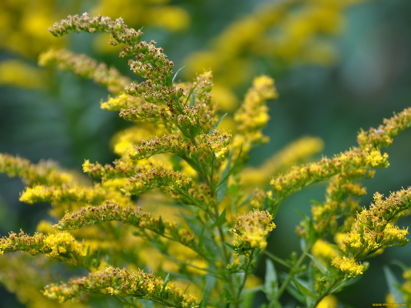 цветы, луговые, полевые