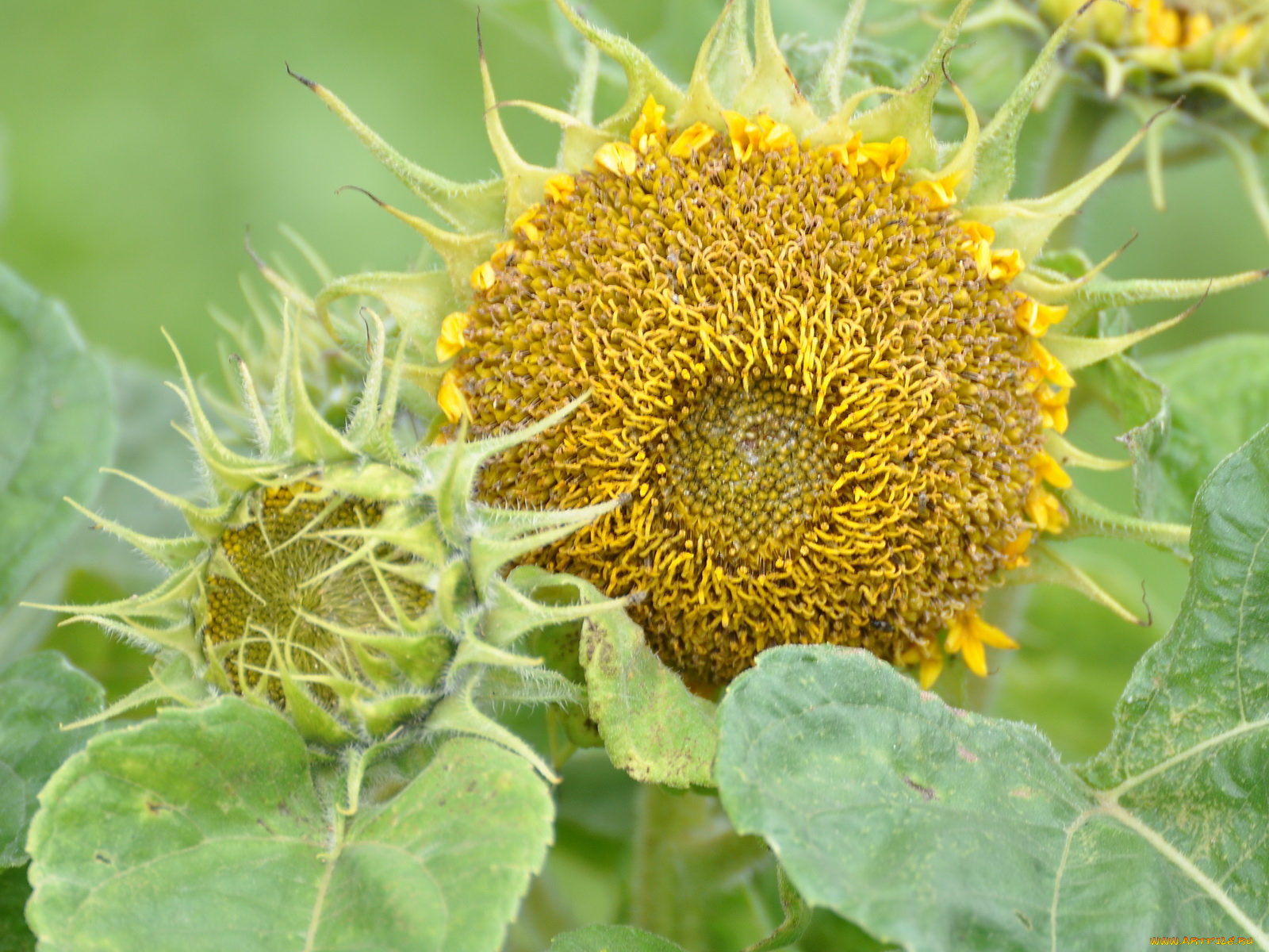 цветы, подсолнухи
