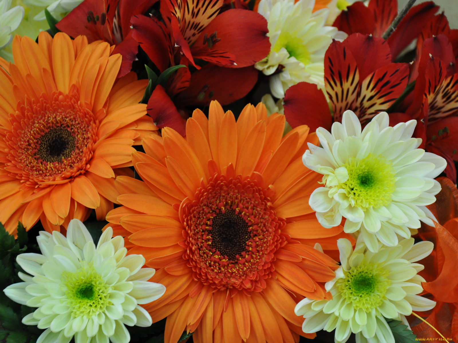 цветы, разные, вместе