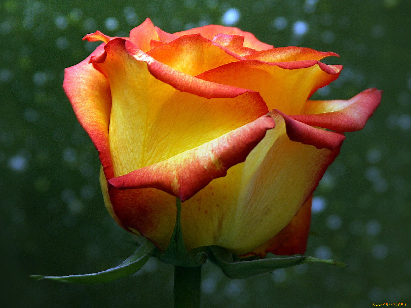 цветы, розы