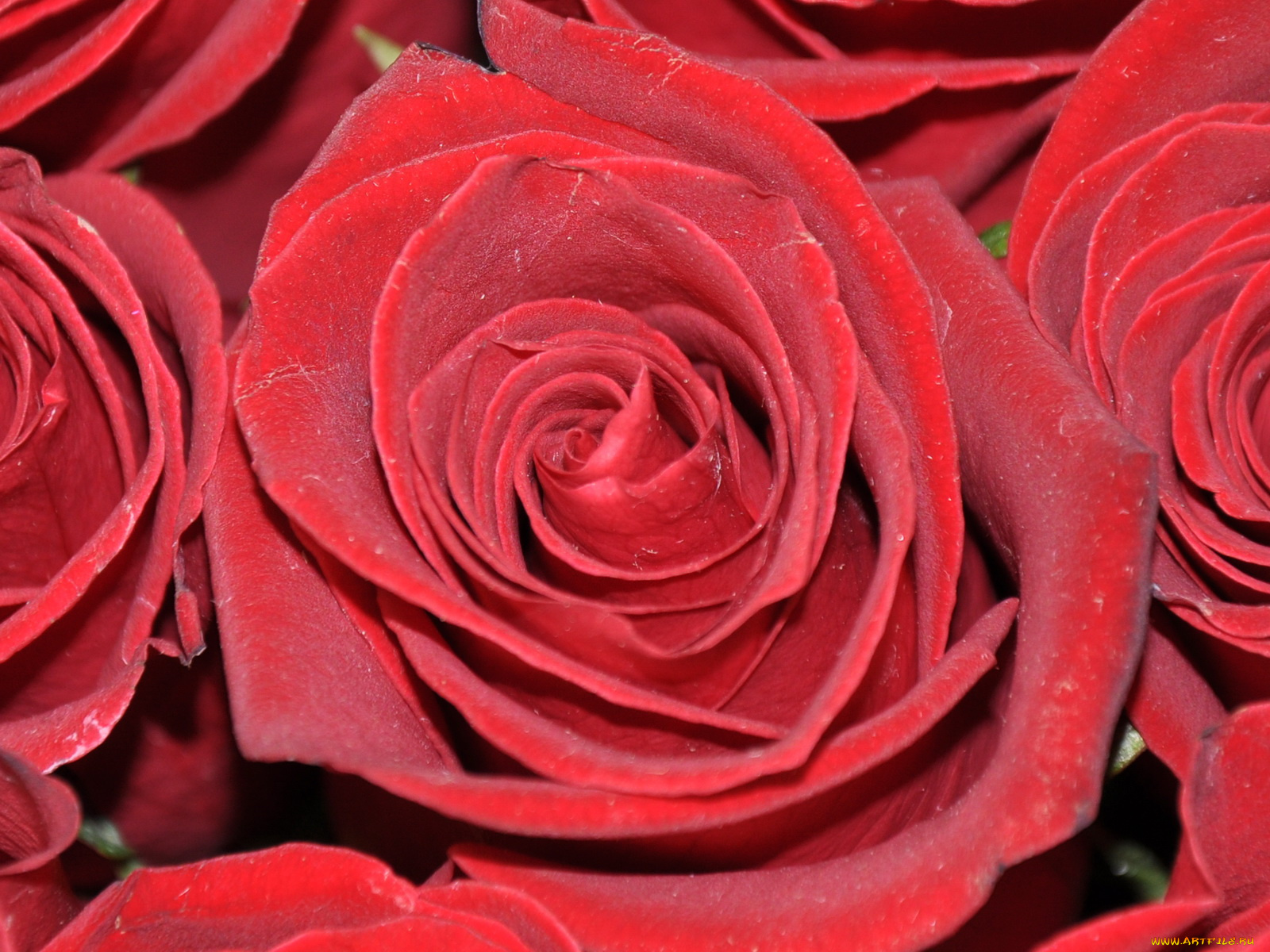 цветы, розы