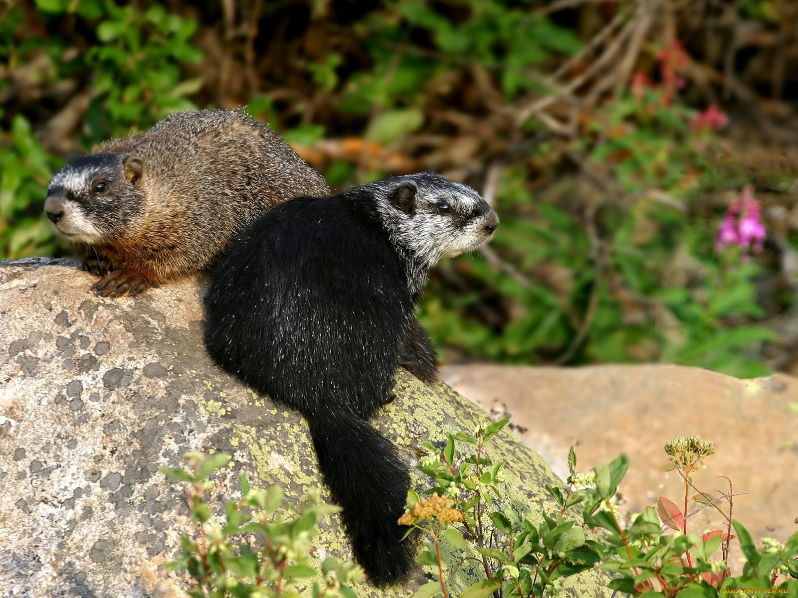 животные, другое