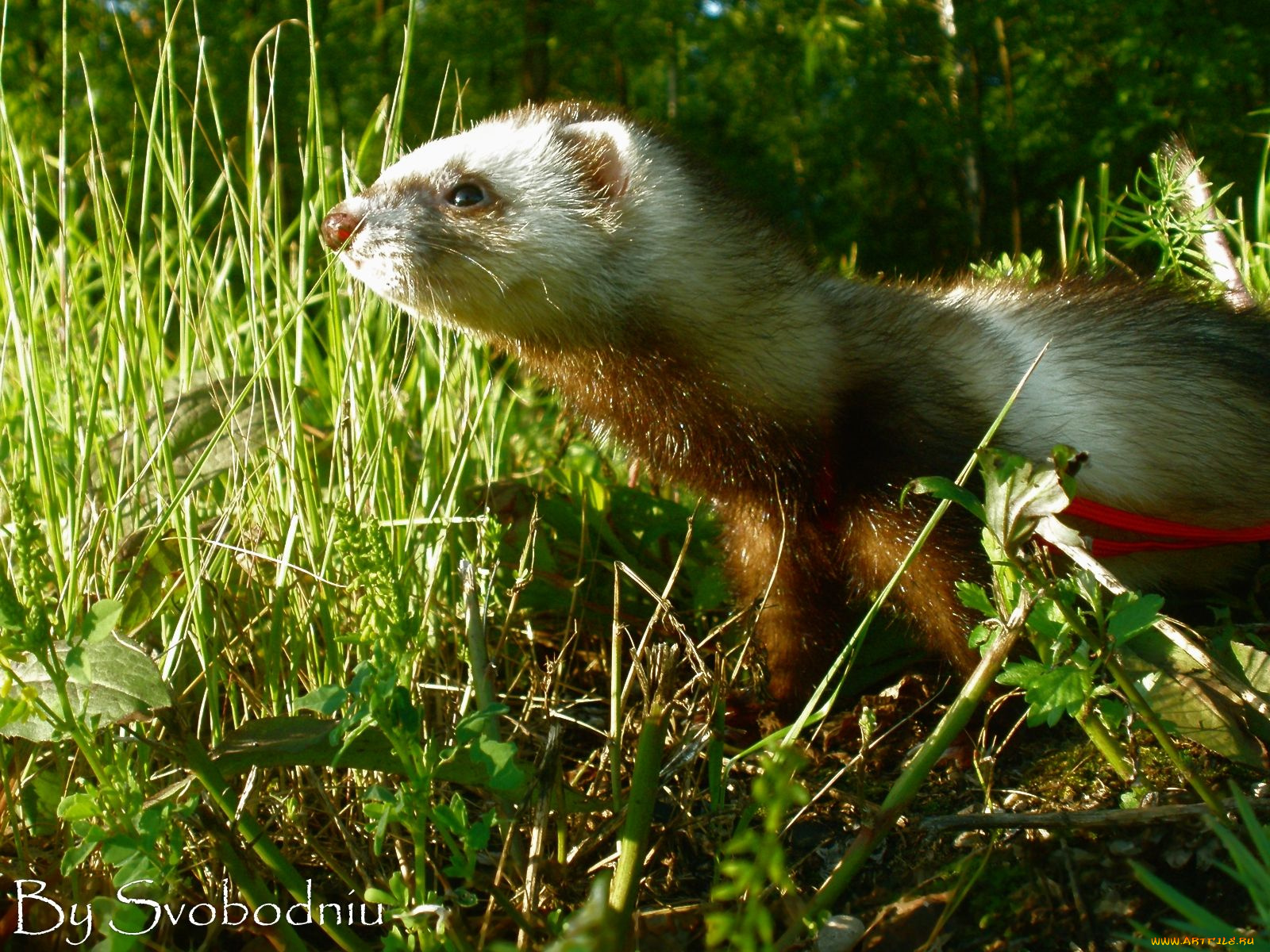 животные, хорьки, ласки, соболи, горностаи, куницы