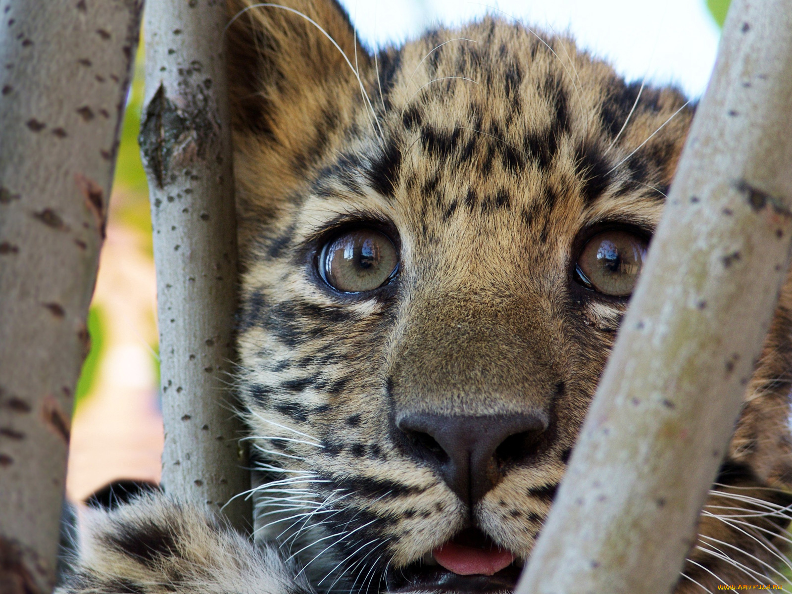 животные, леопарды