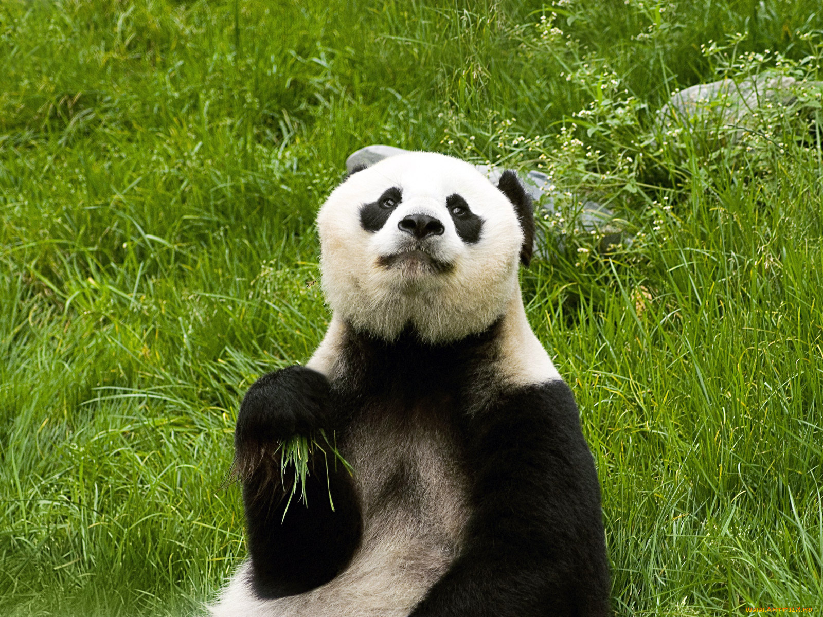 животные, панды