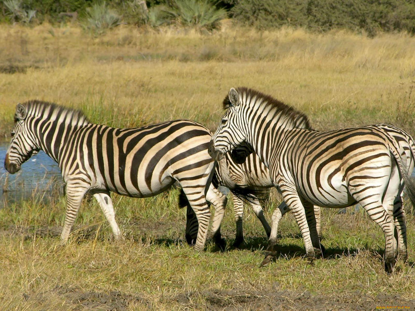 животные, зебры