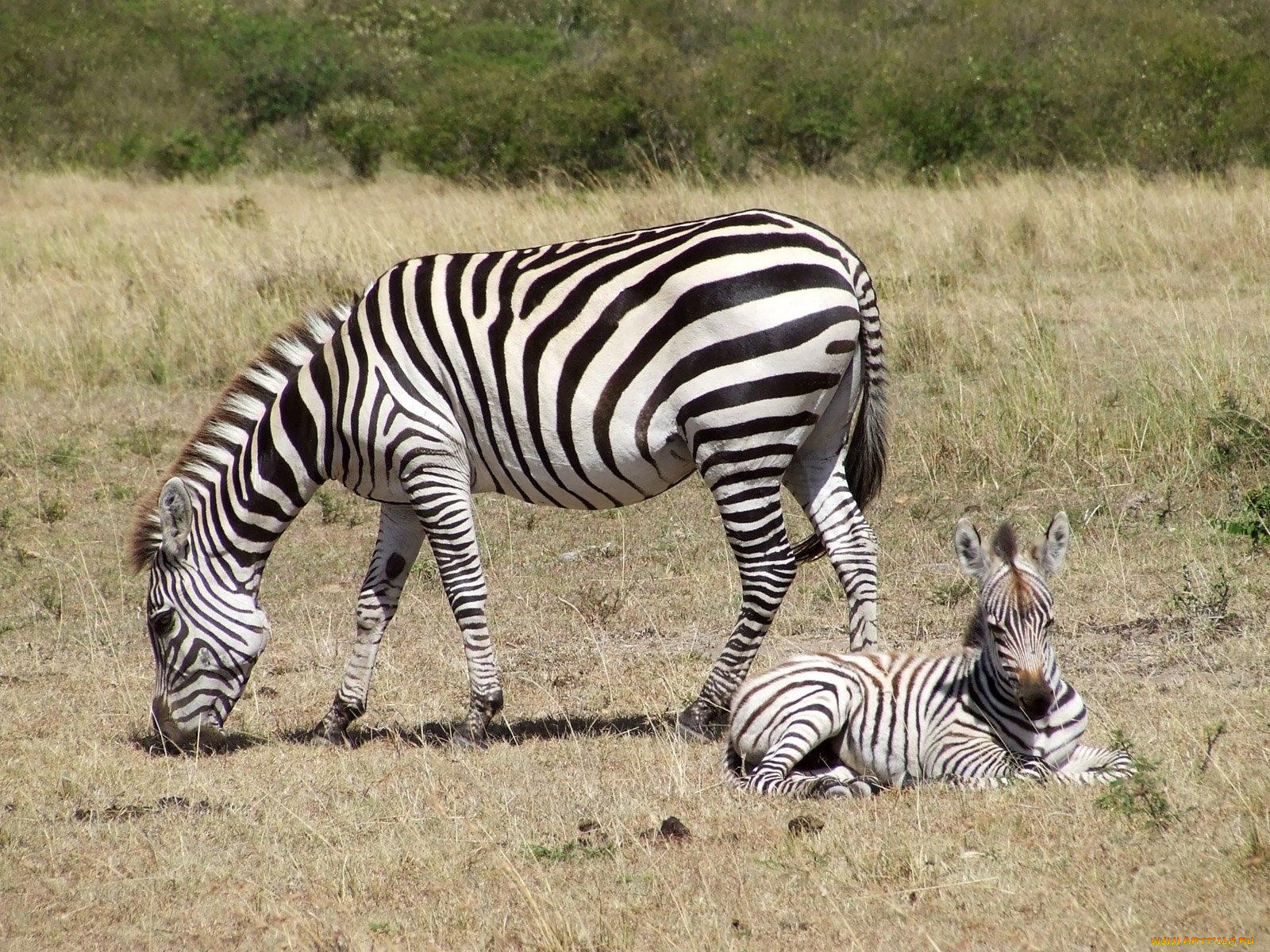 животные, зебры