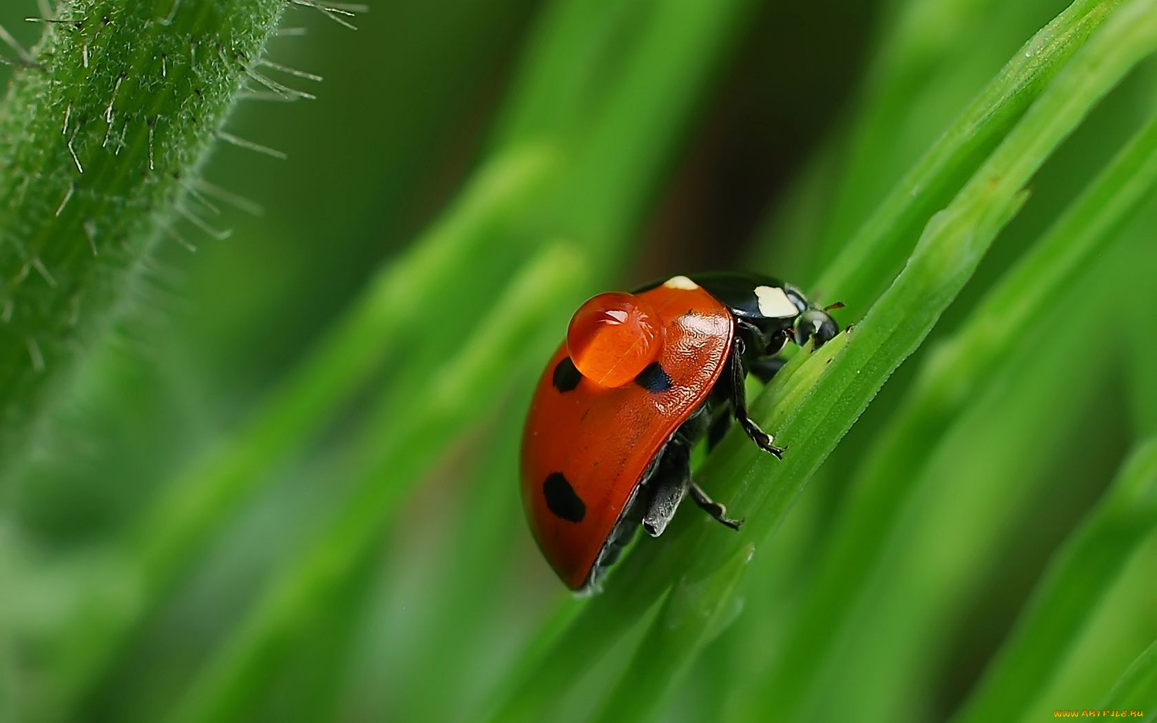 авт, губка, боб, животные, божьи, коровки
