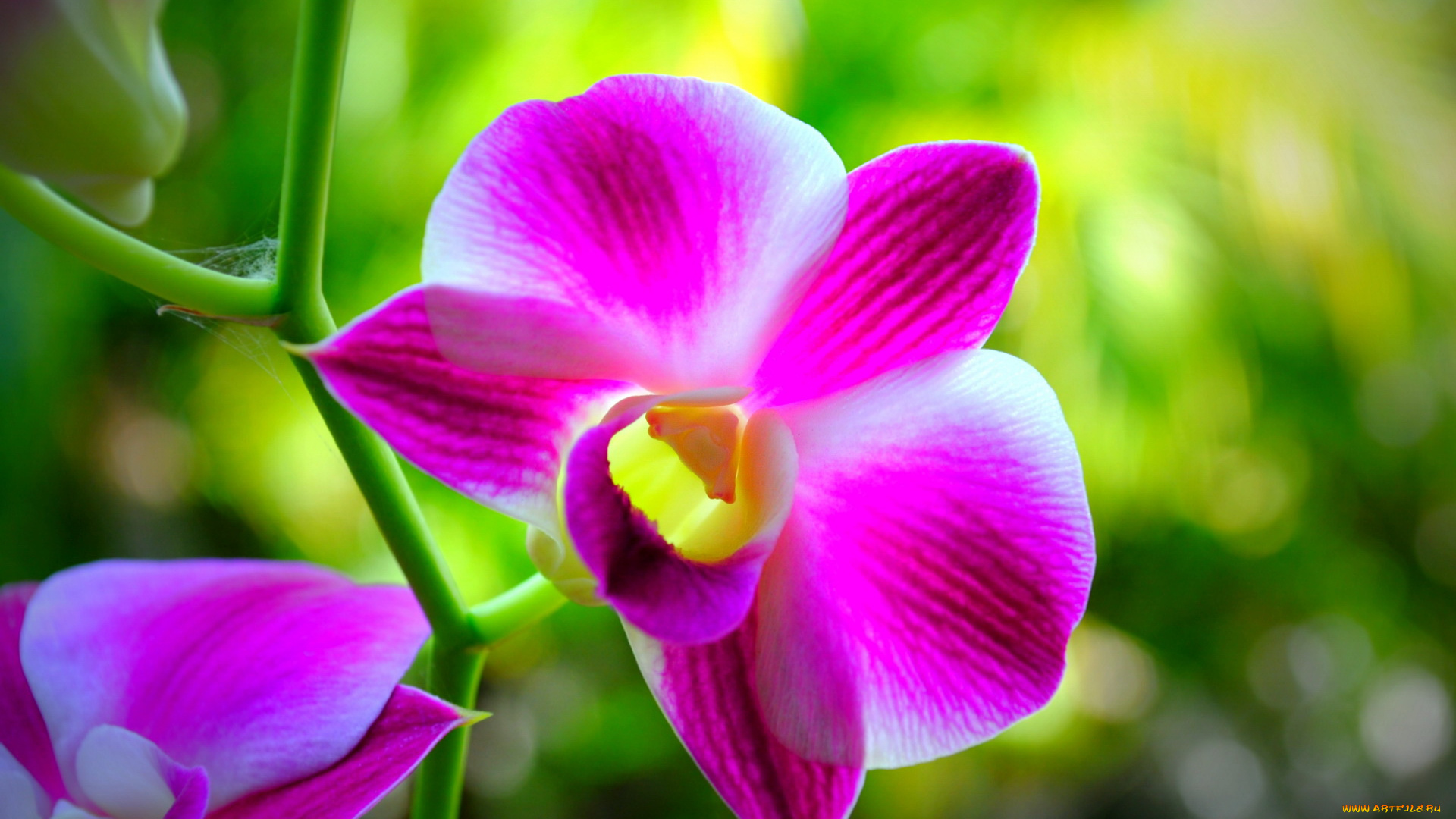 цветы, орхидеи