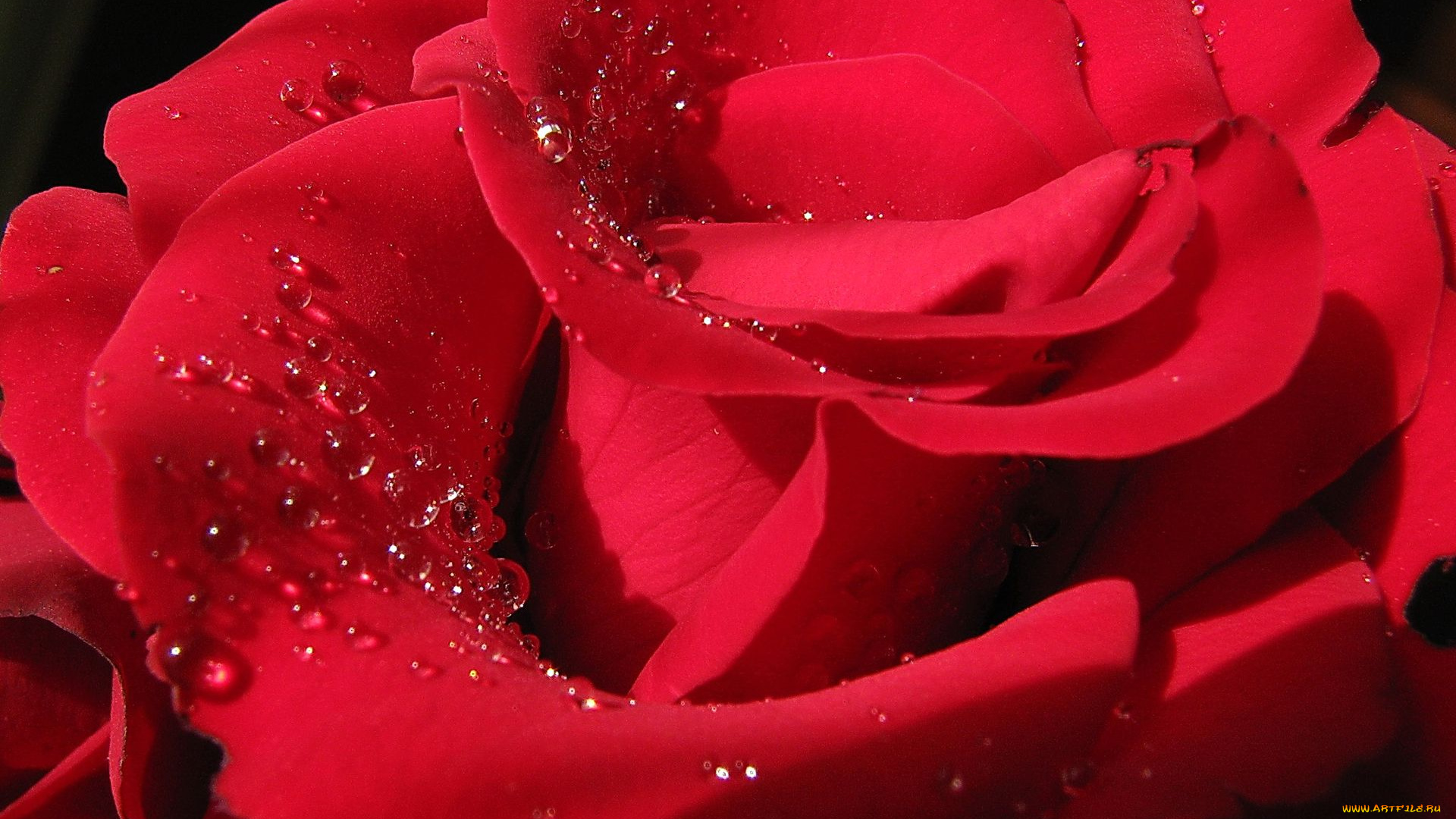 цветы, розы