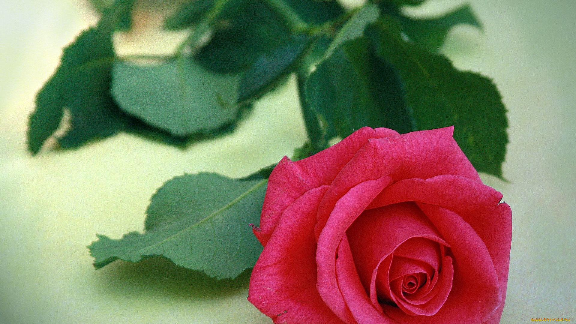 цветы, розы