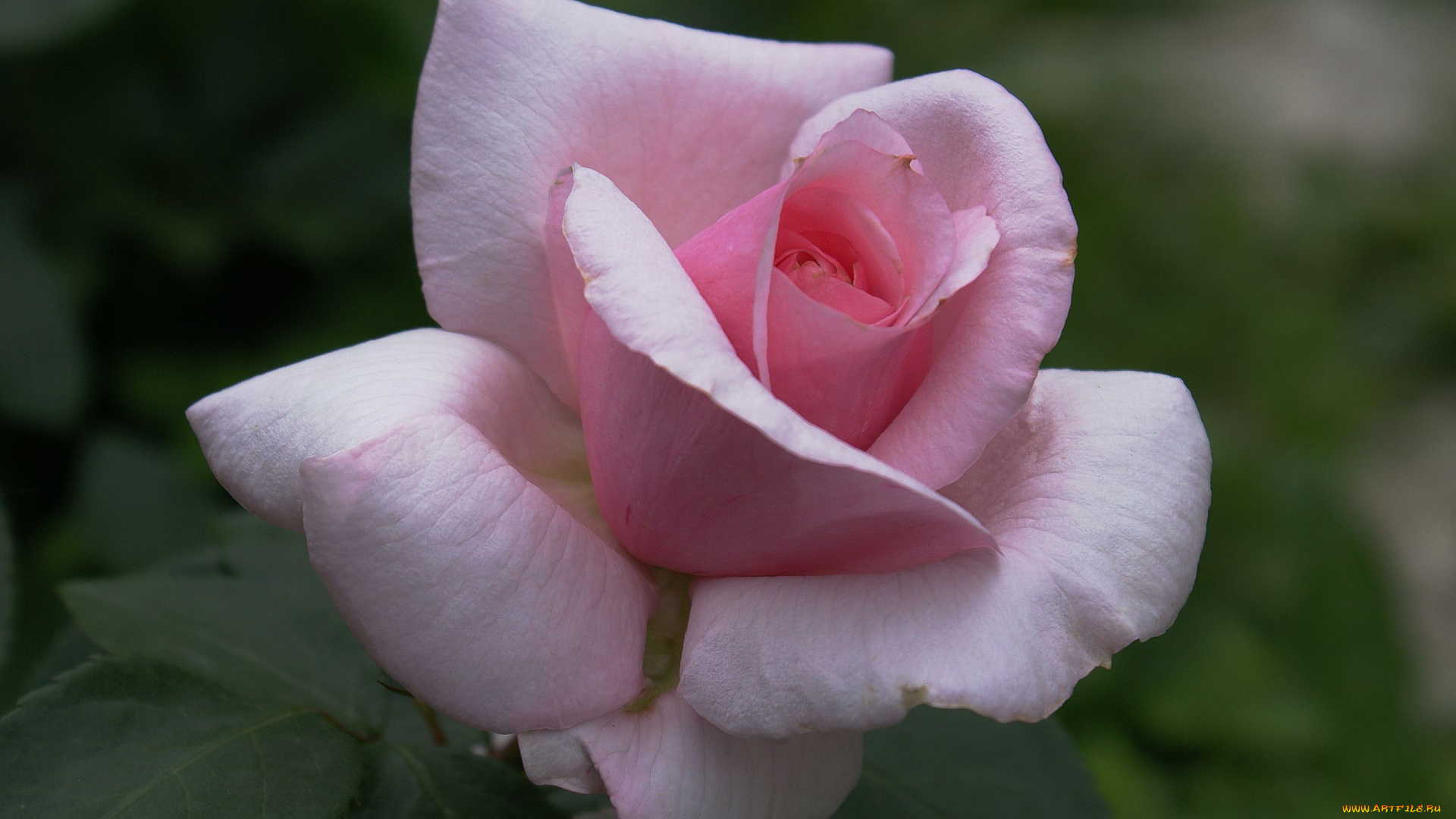 цветы, розы