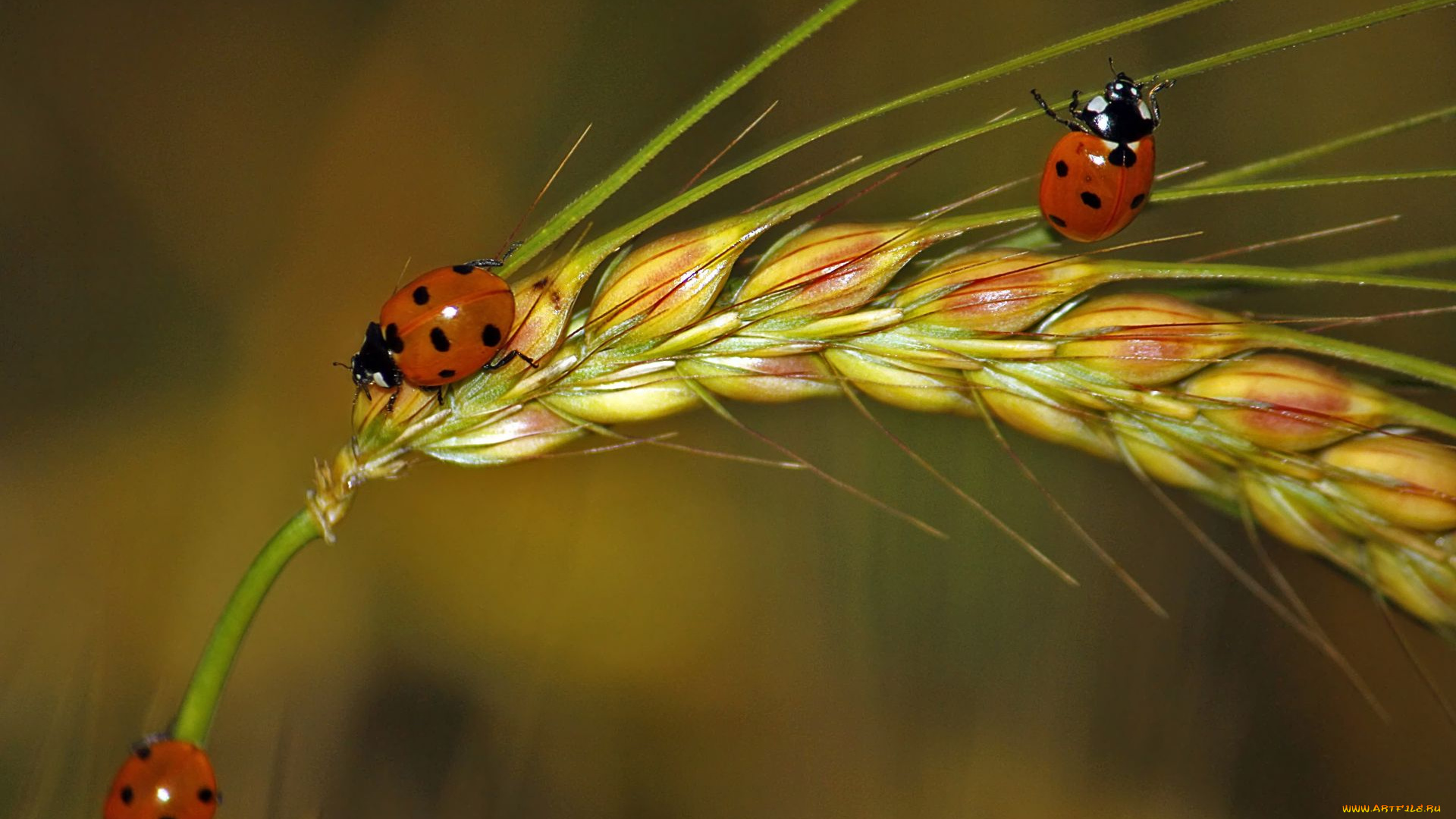 животные, божьи, коровки