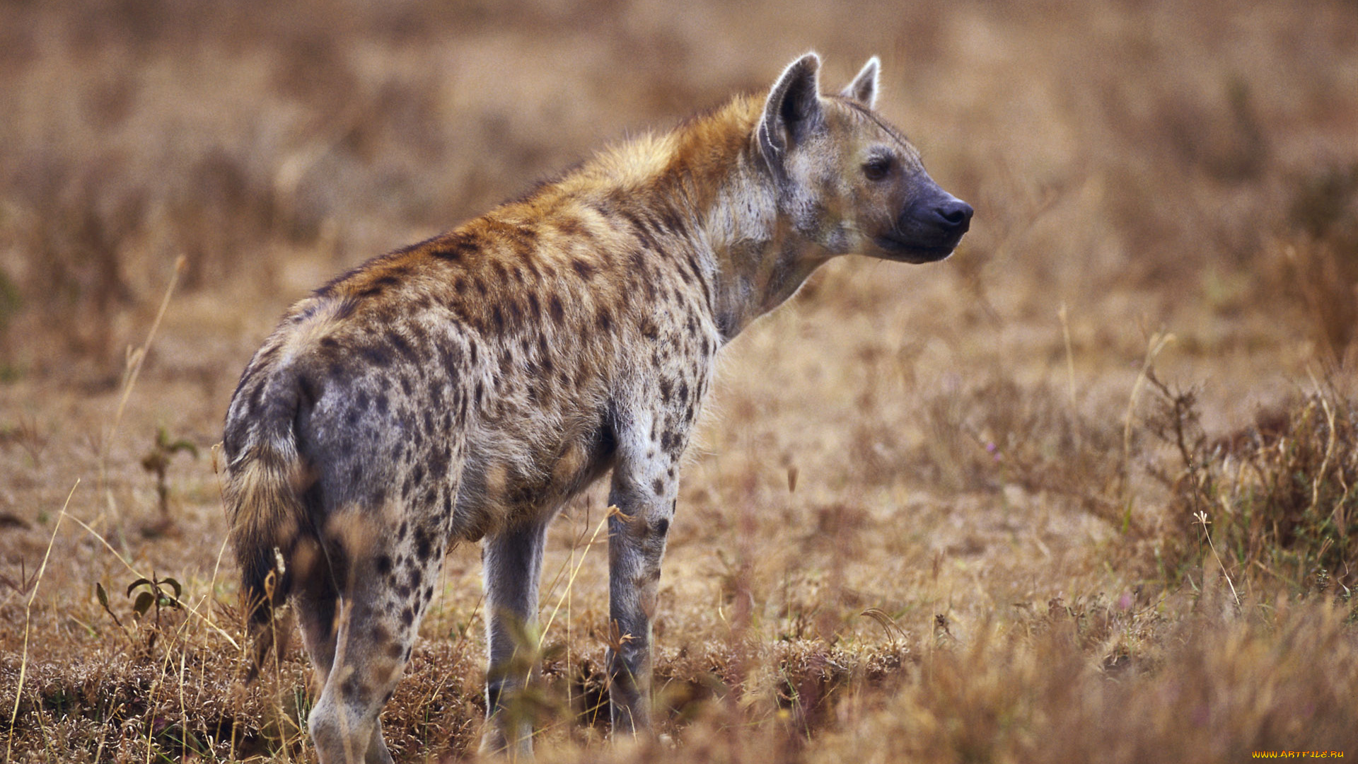животные, гиены, гиеновые, собаки