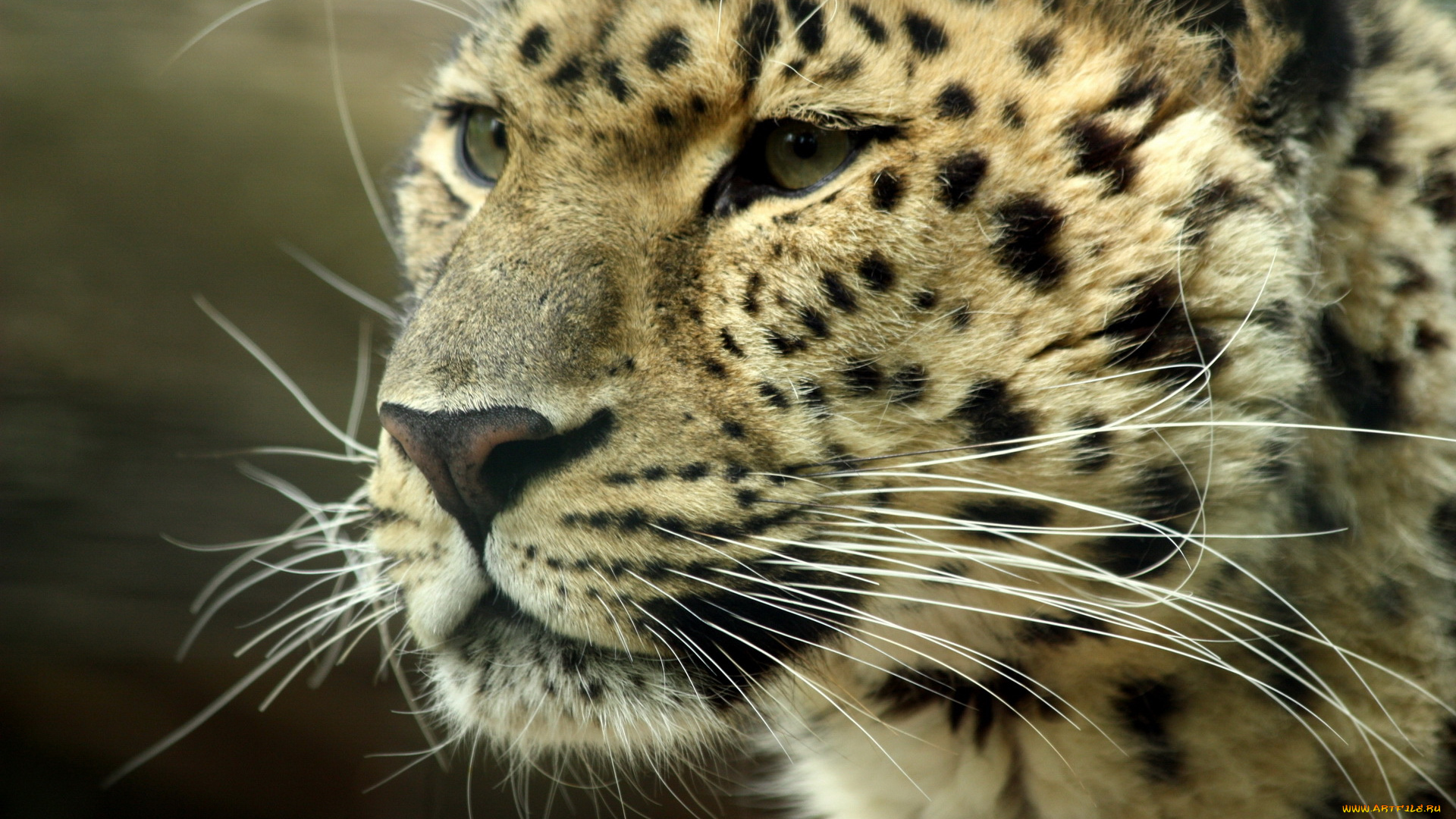 животные, леопарды