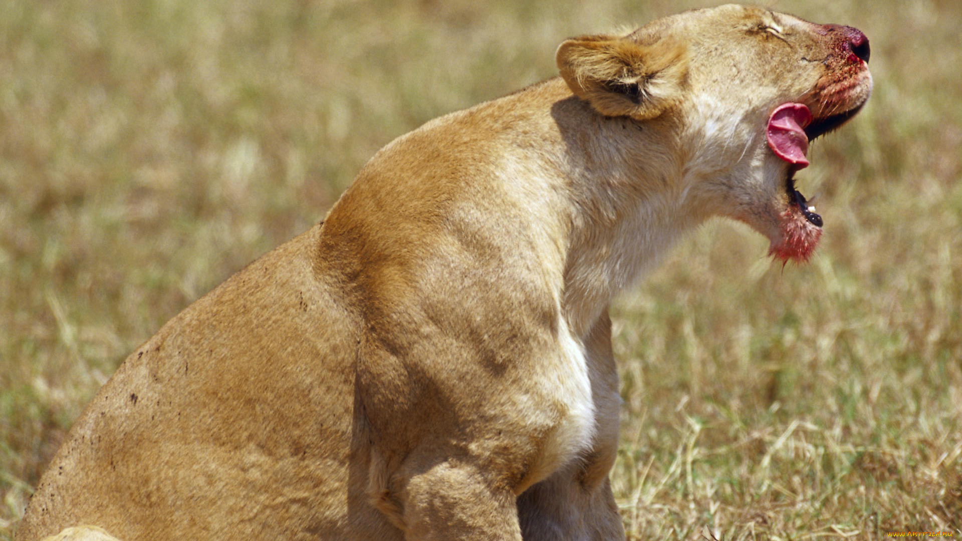 животные, львы