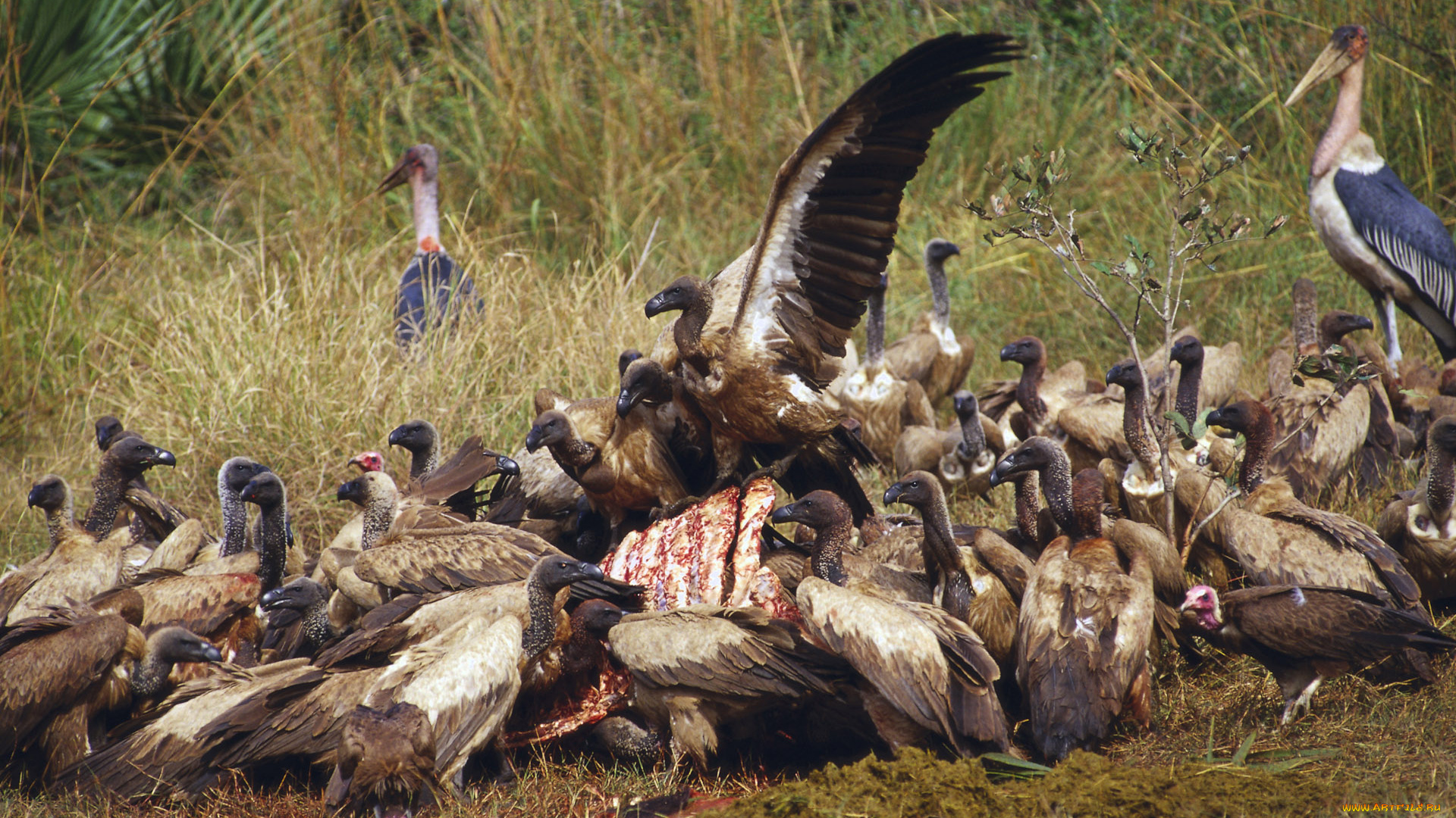 животные, птицы, хищники