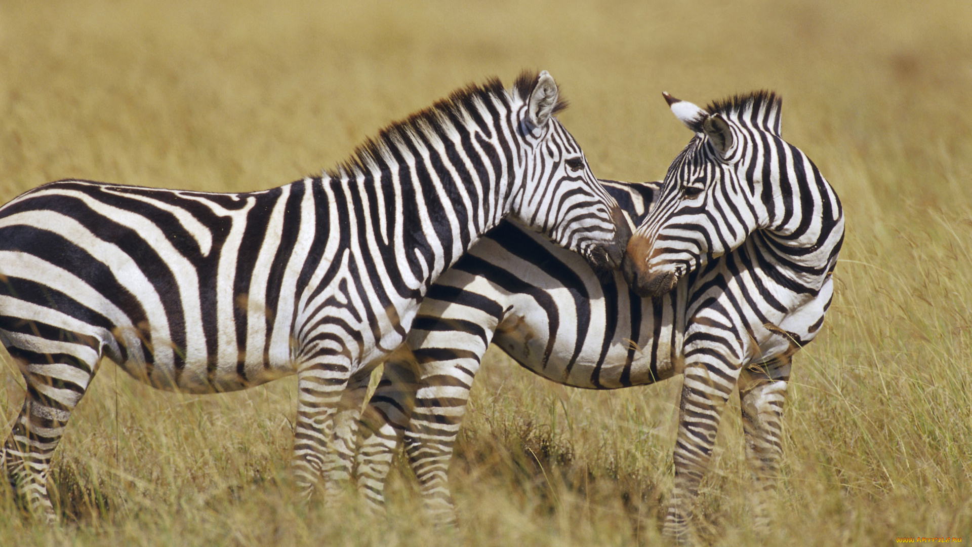 животные, зебры