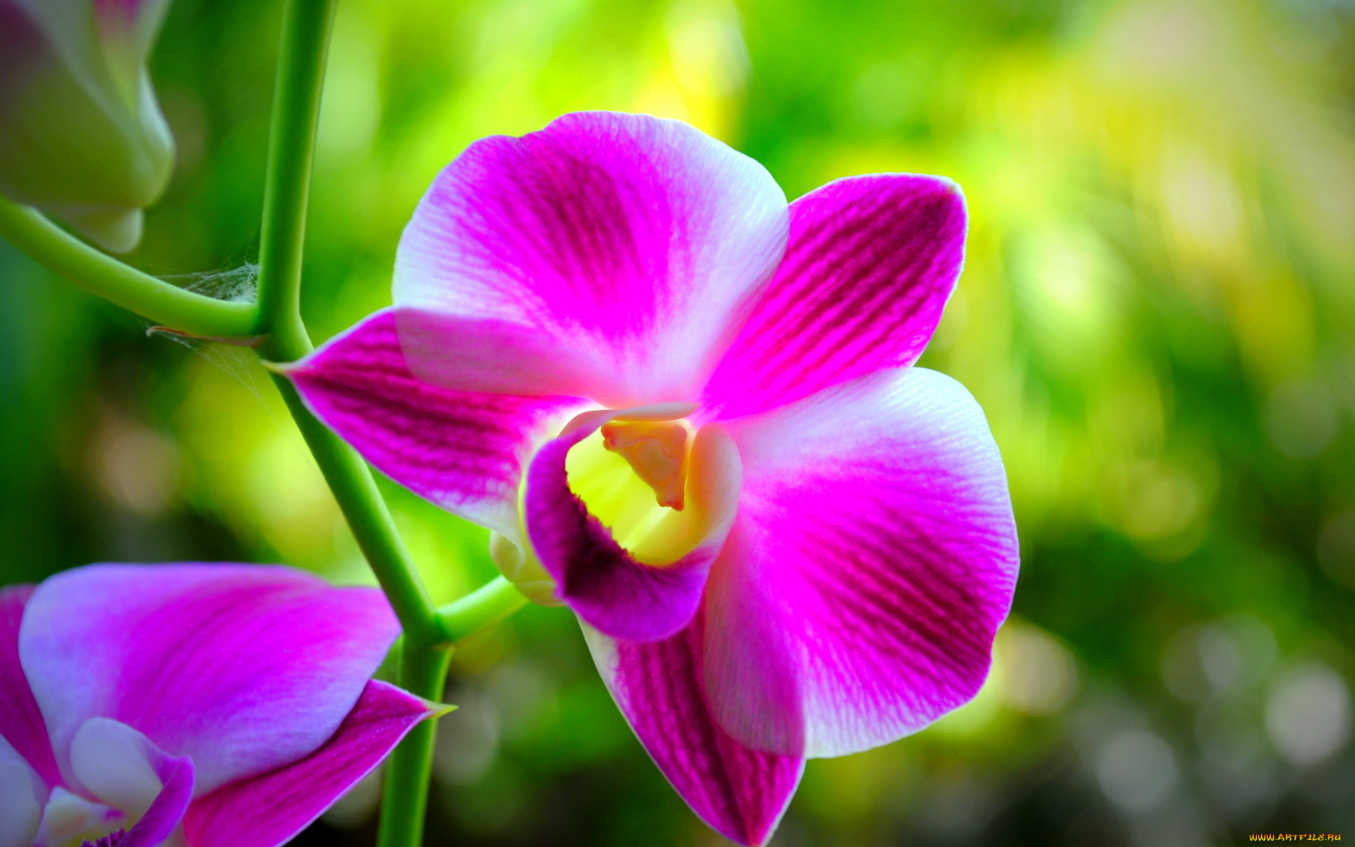 цветы, орхидеи