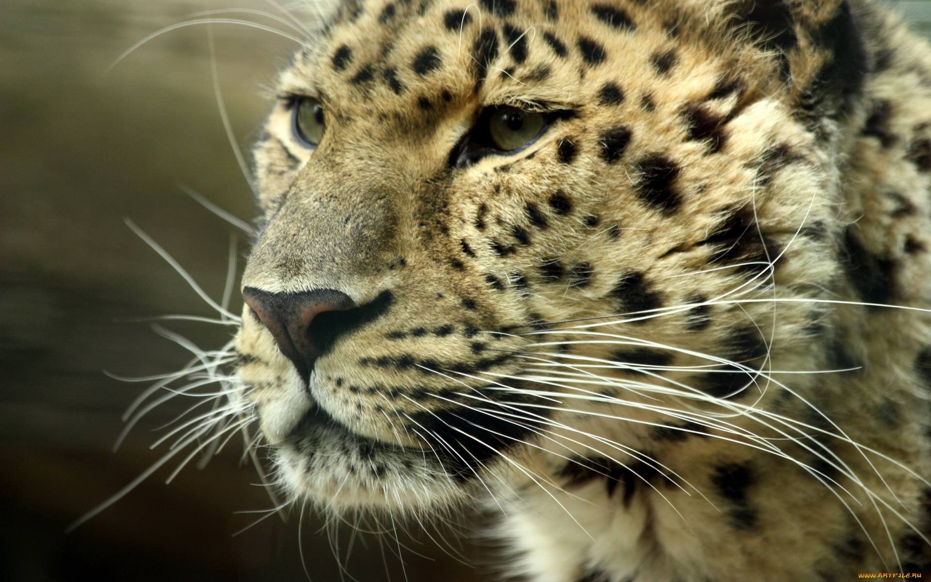 животные, леопарды