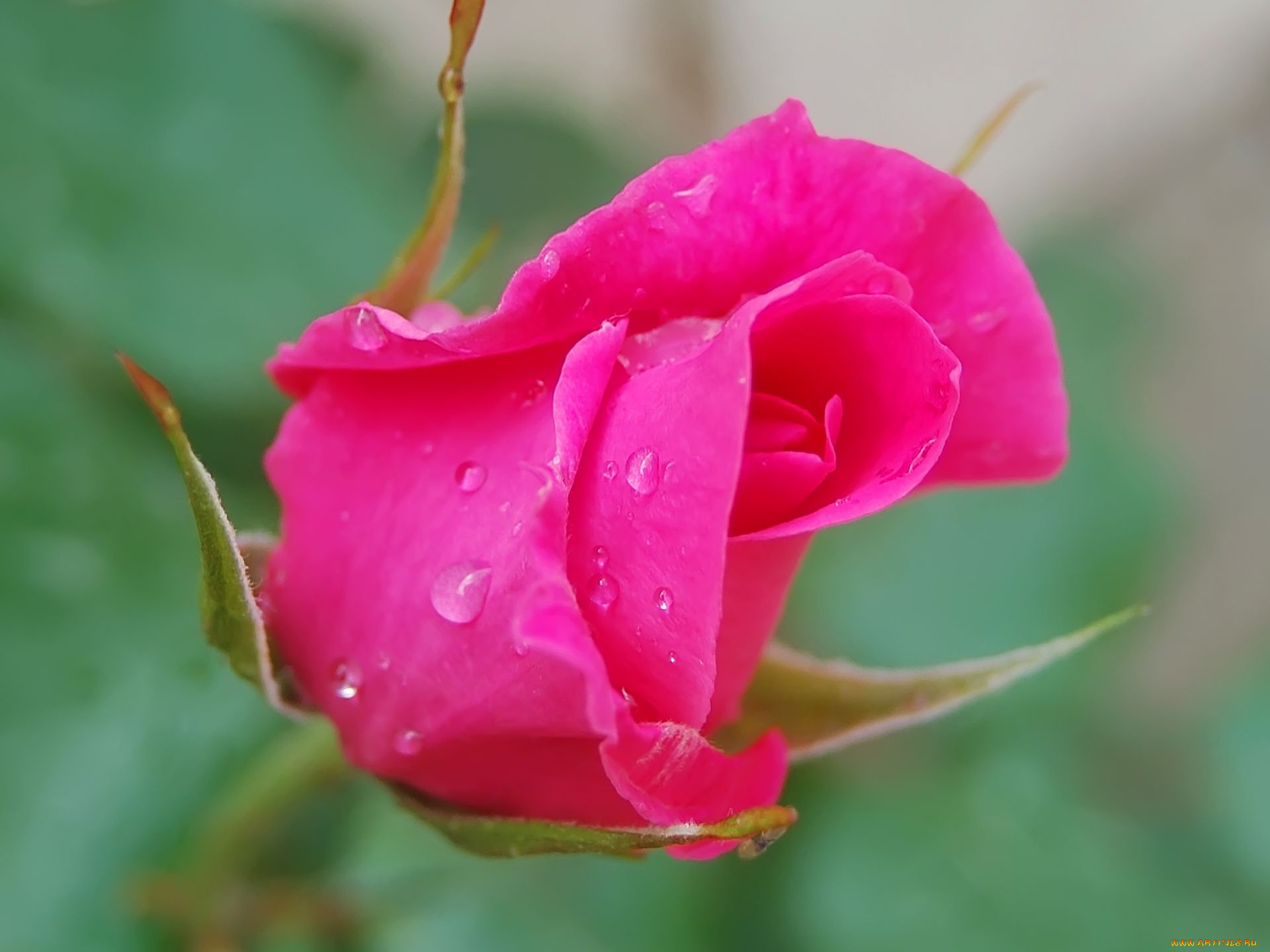 цветы, розы