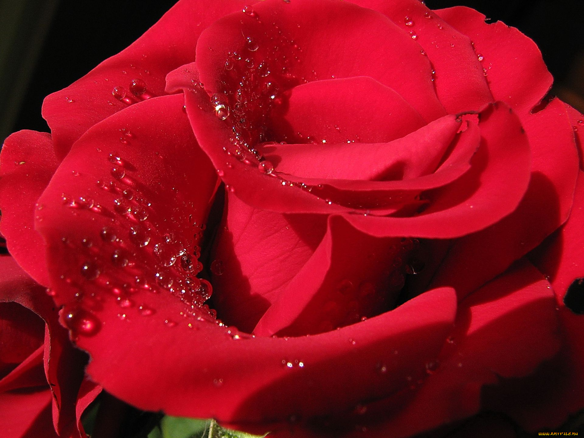 цветы, розы