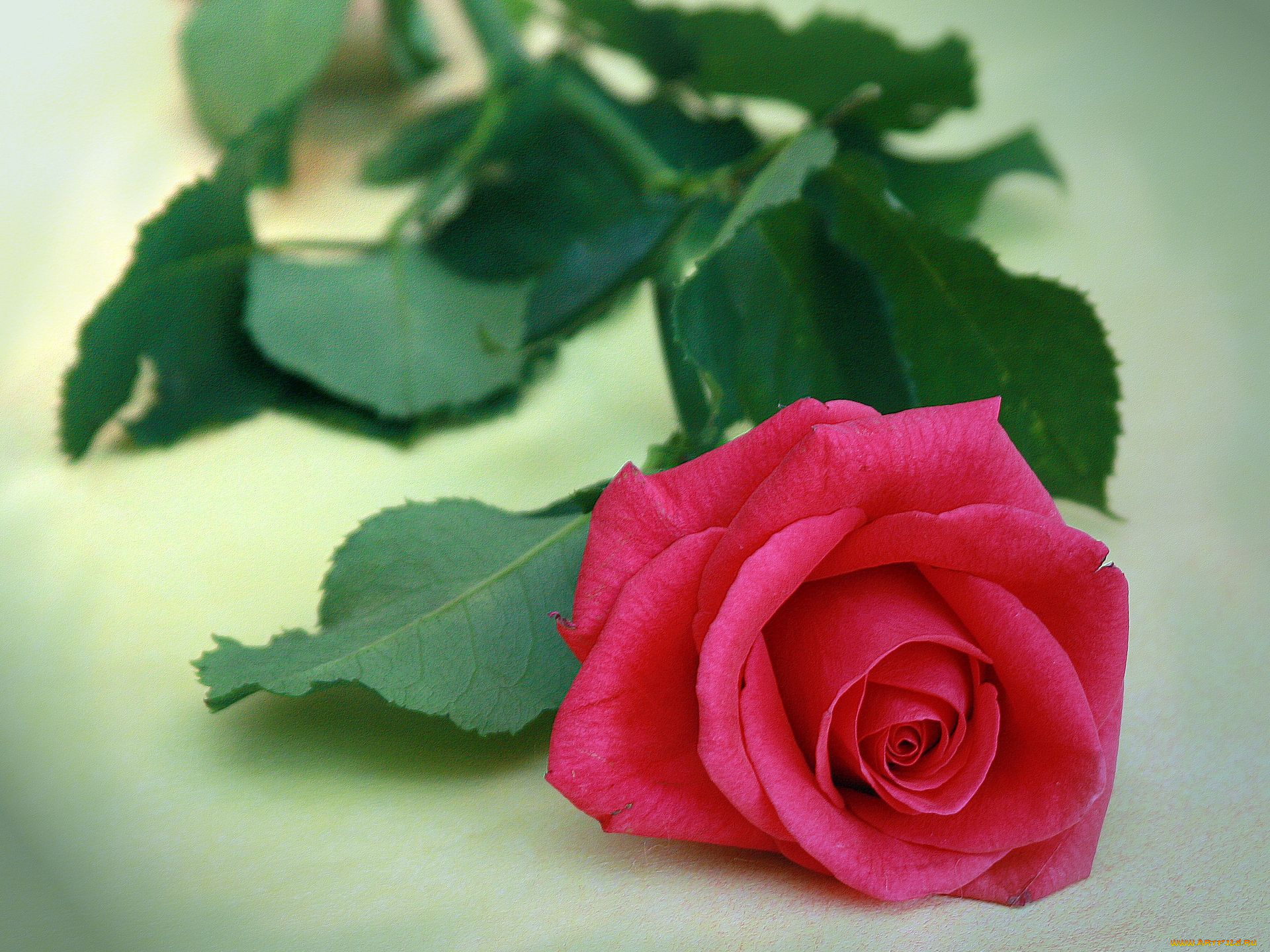 цветы, розы