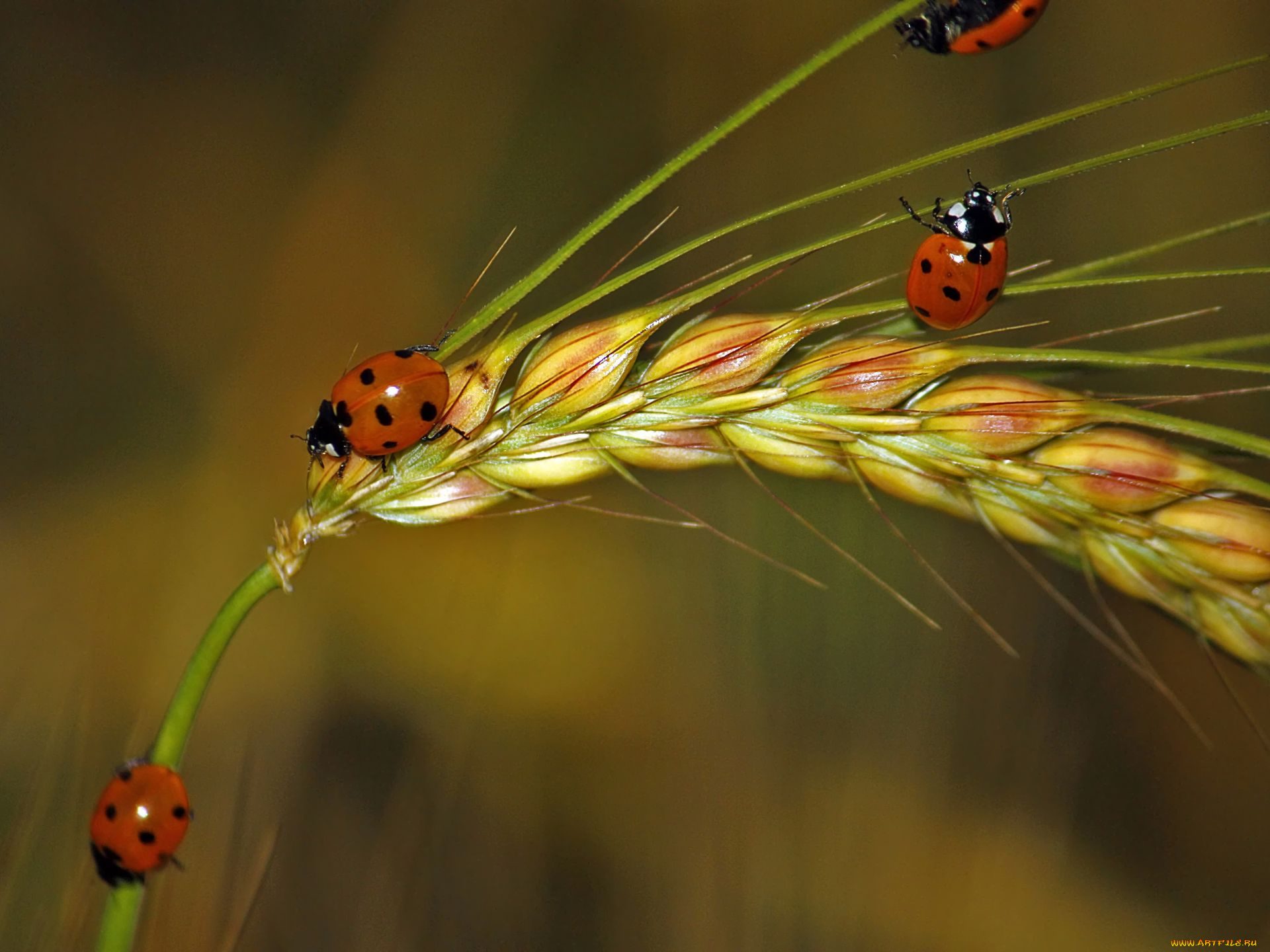 животные, божьи, коровки