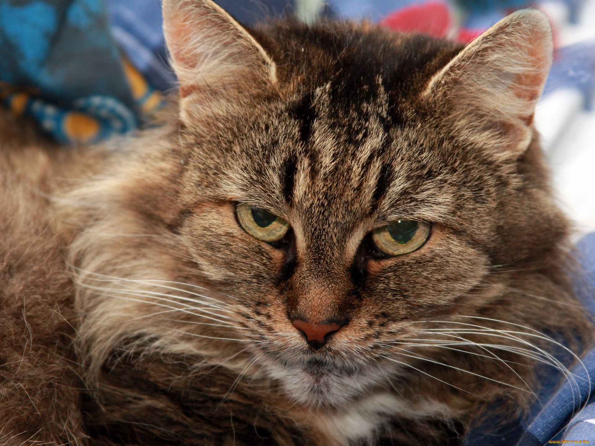 животные, коты