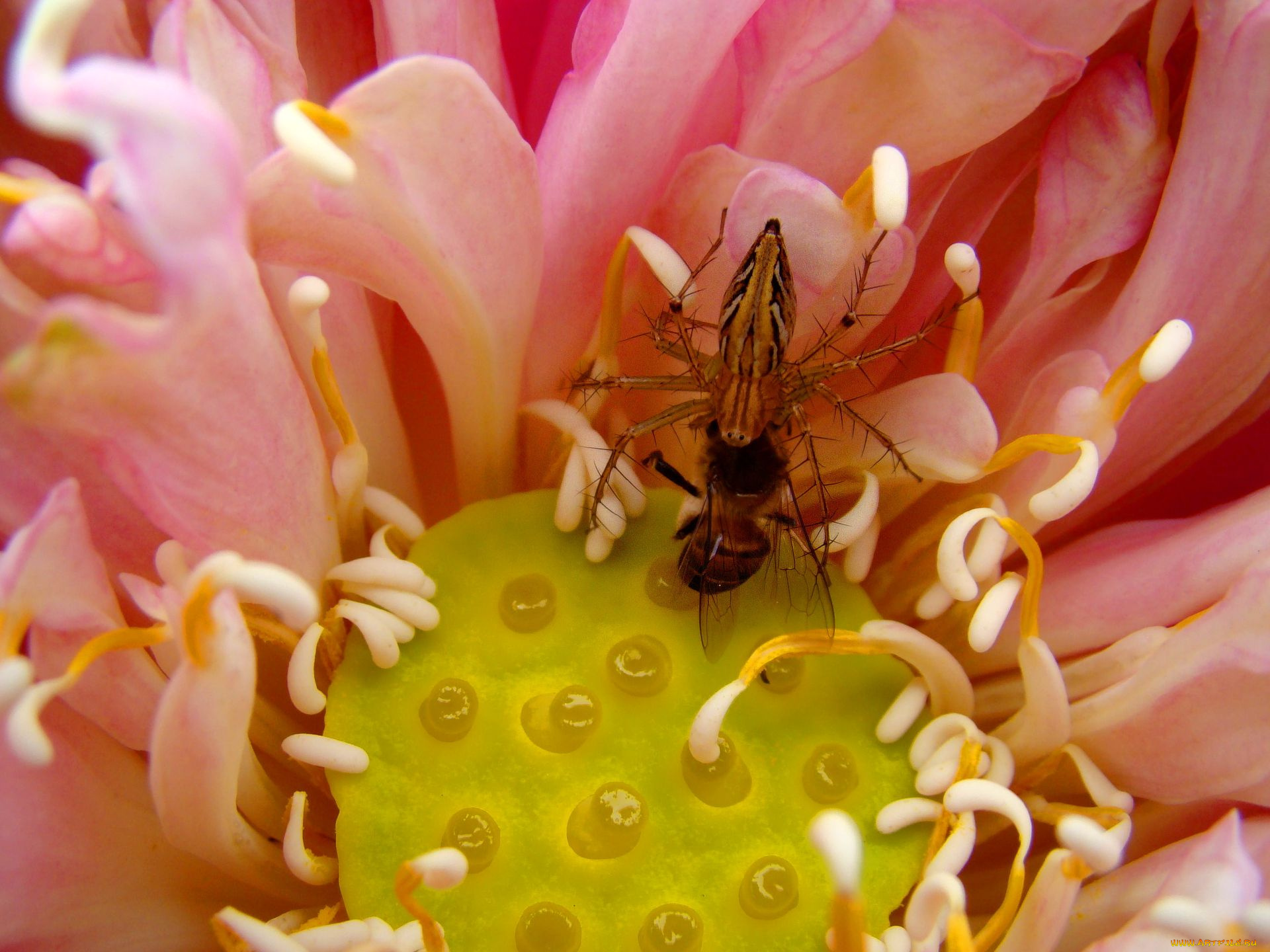 животные, насекомые