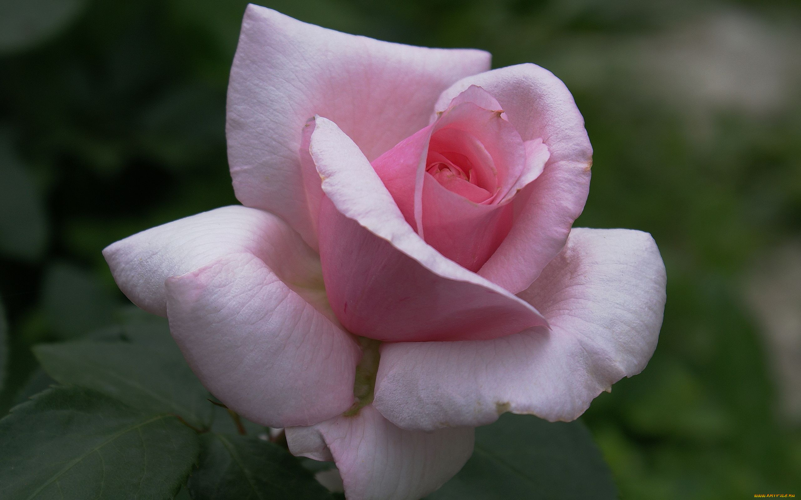 цветы, розы