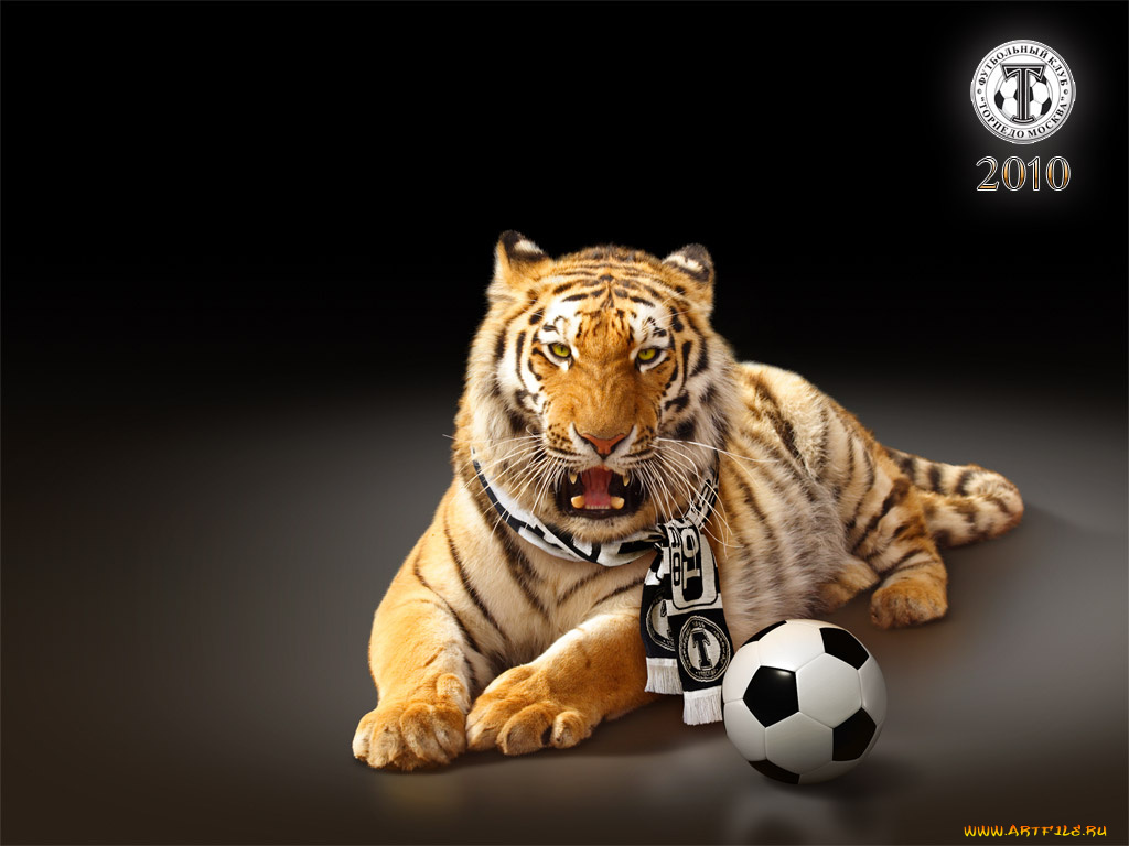 спорт, футбол