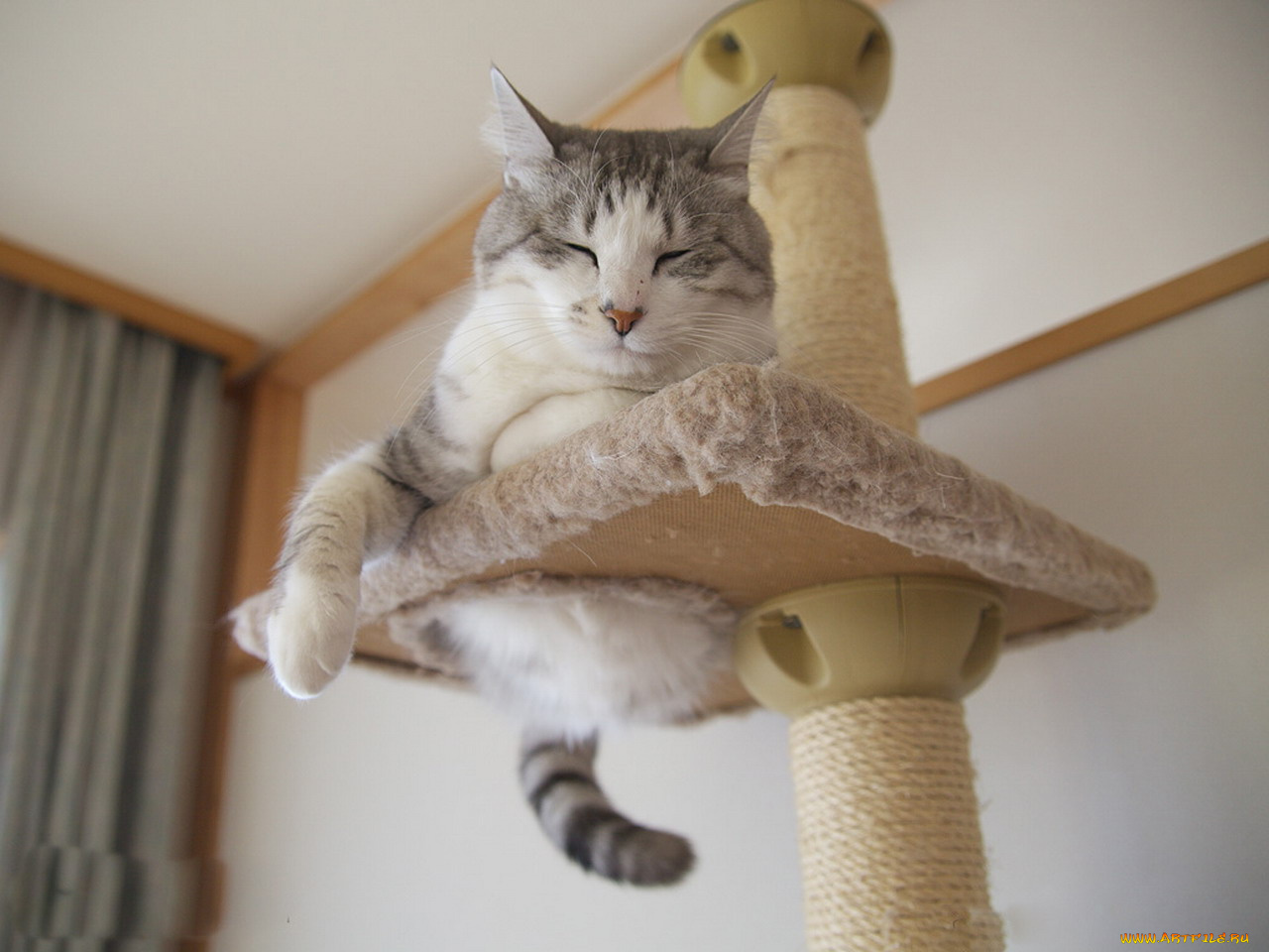 животные, коты