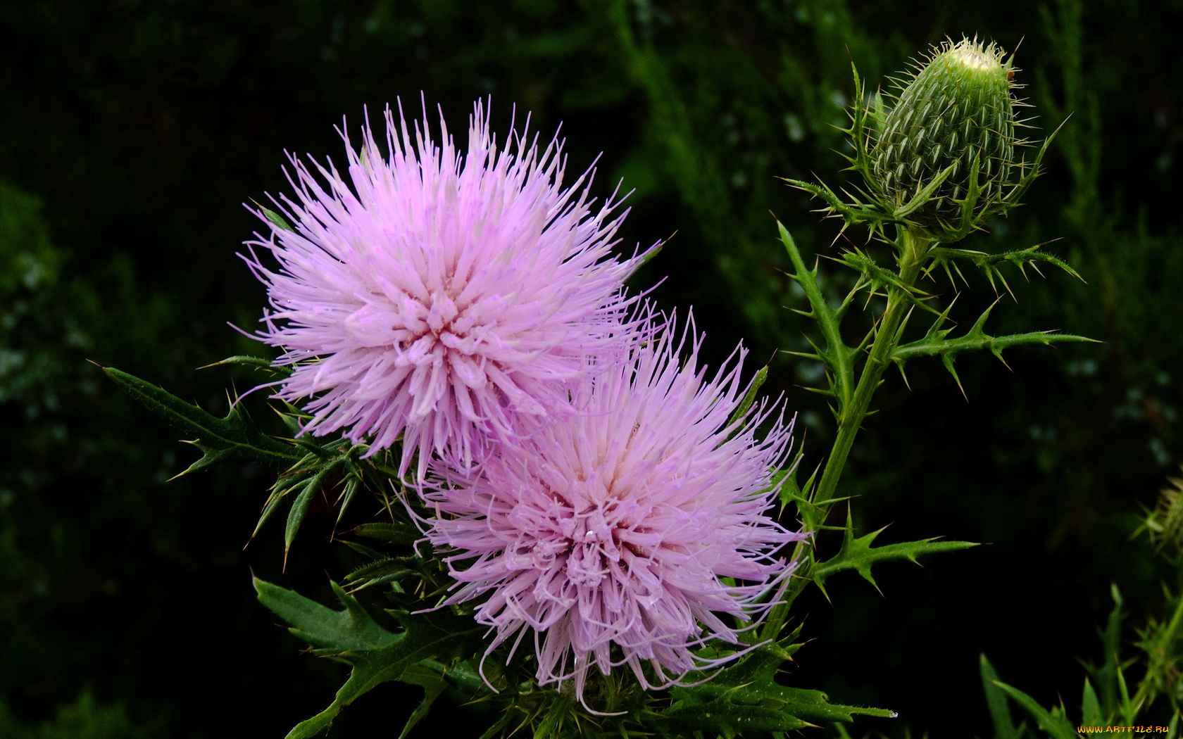 цветы, Чертополох, репейник, тёмный, колючки