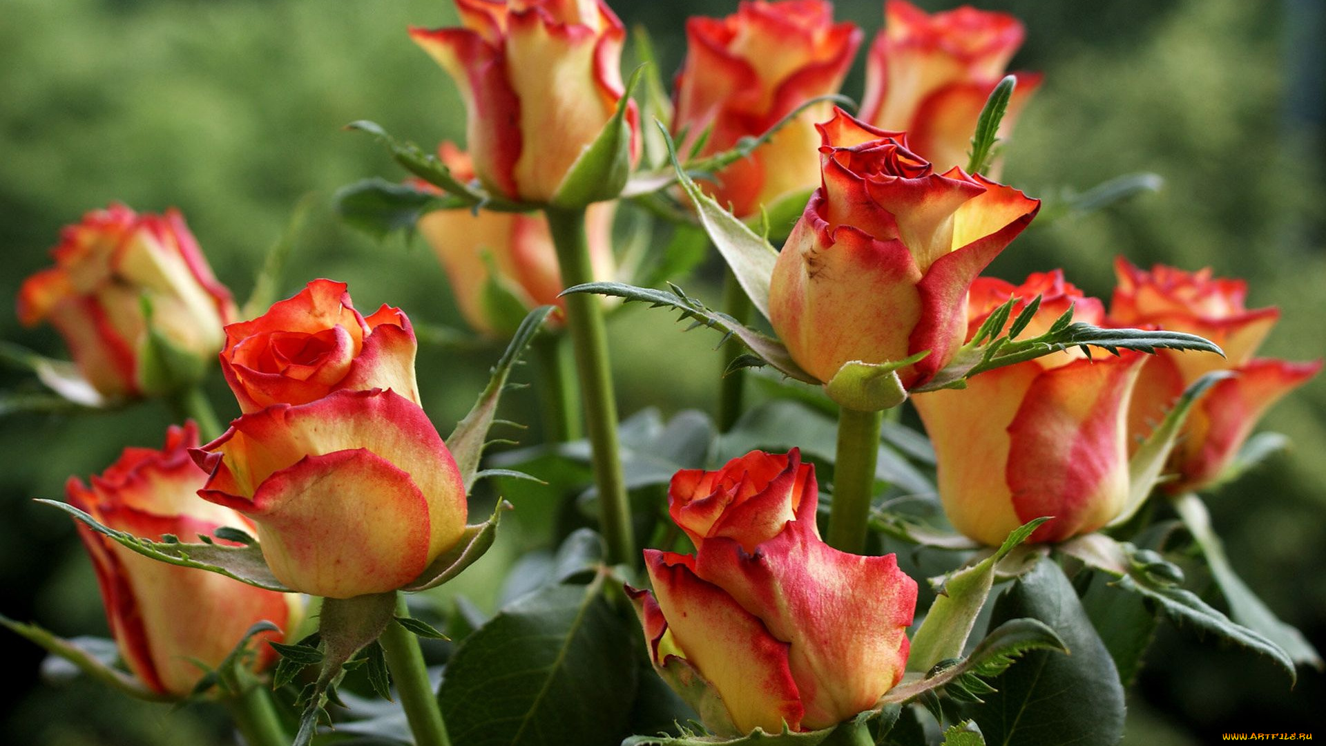 цветы, розы, бутоны