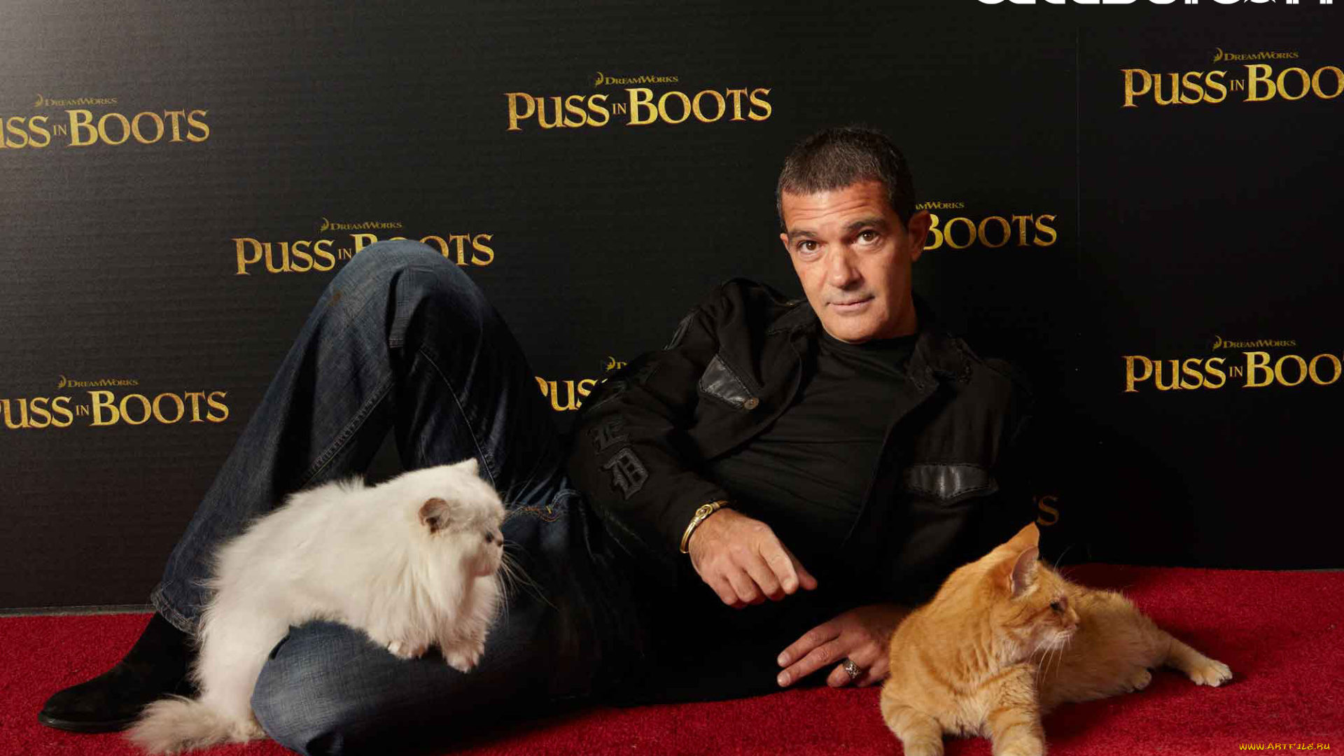 мужчины, antonio, banderas, кот