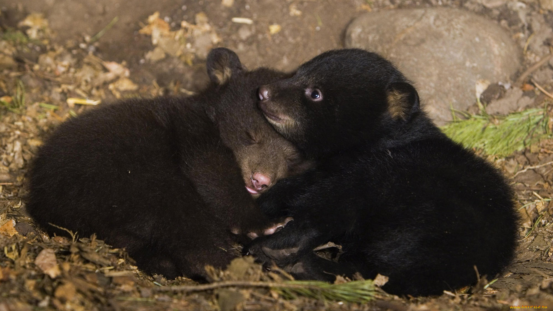 животные, медведи, медвежата