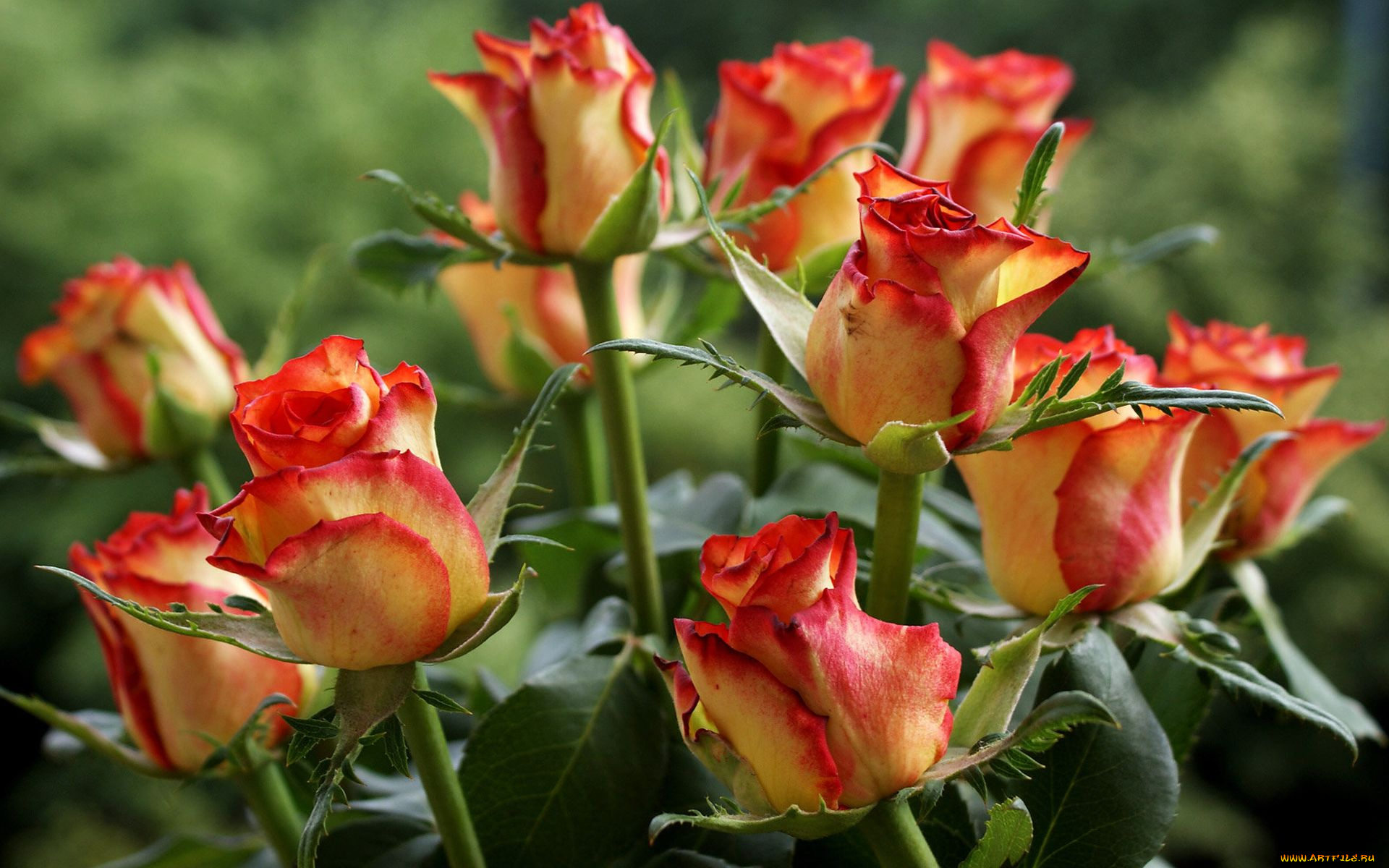 цветы, розы, бутоны