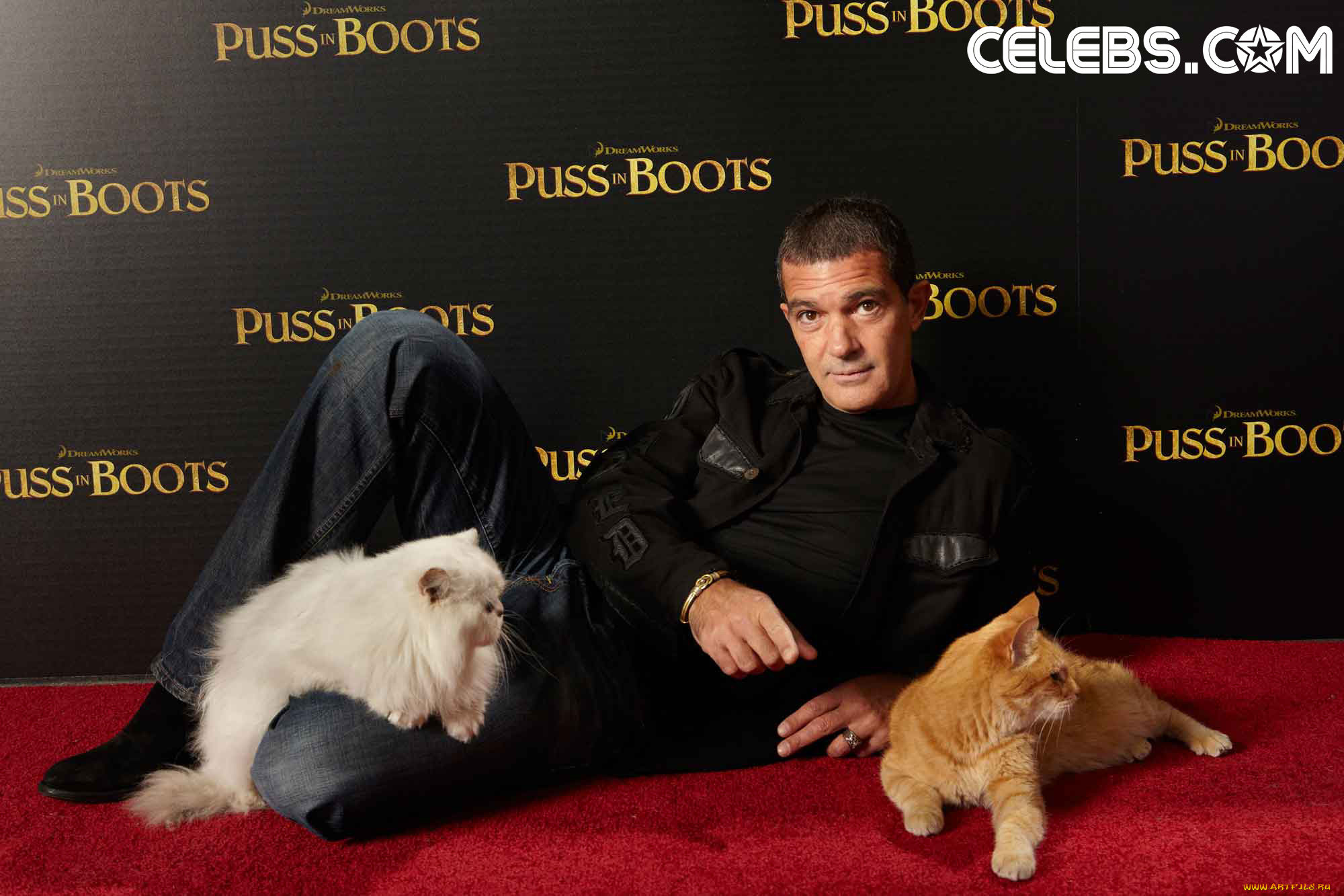 мужчины, antonio, banderas, кот