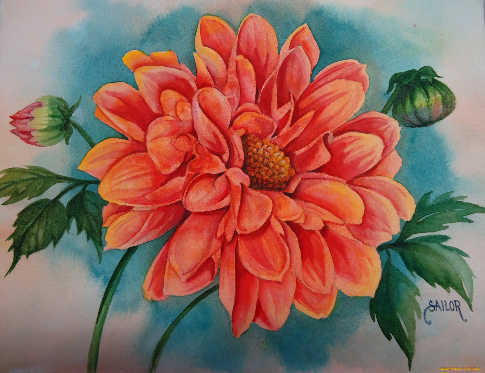 рисованные, цветы, георгина