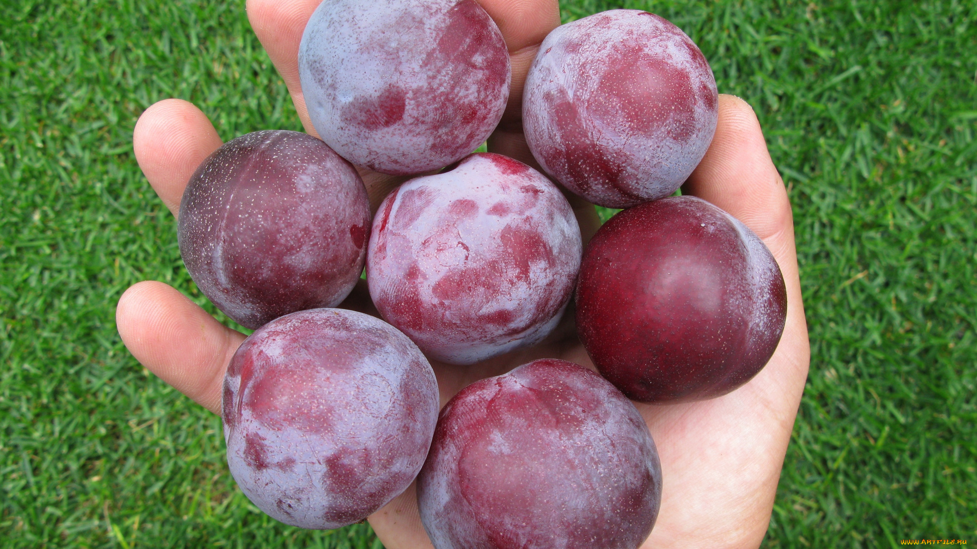 еда, персики, сливы, абрикосы, рука