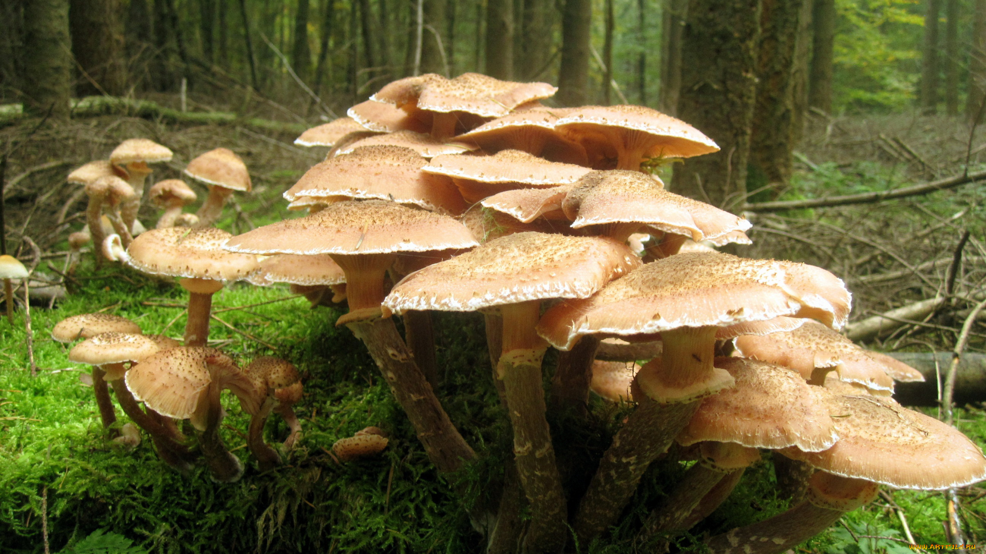 опЯта, природа, грибы, осень, лес, кочка, мох