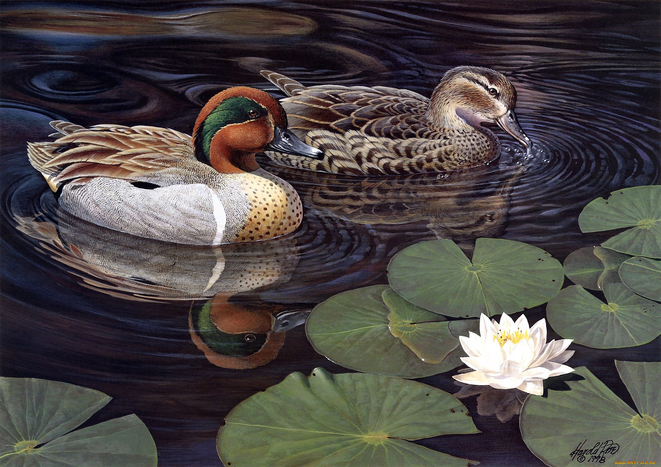 greenwing, teal, рисованные, harold, roe, озеро, чирок, утки, лотос
