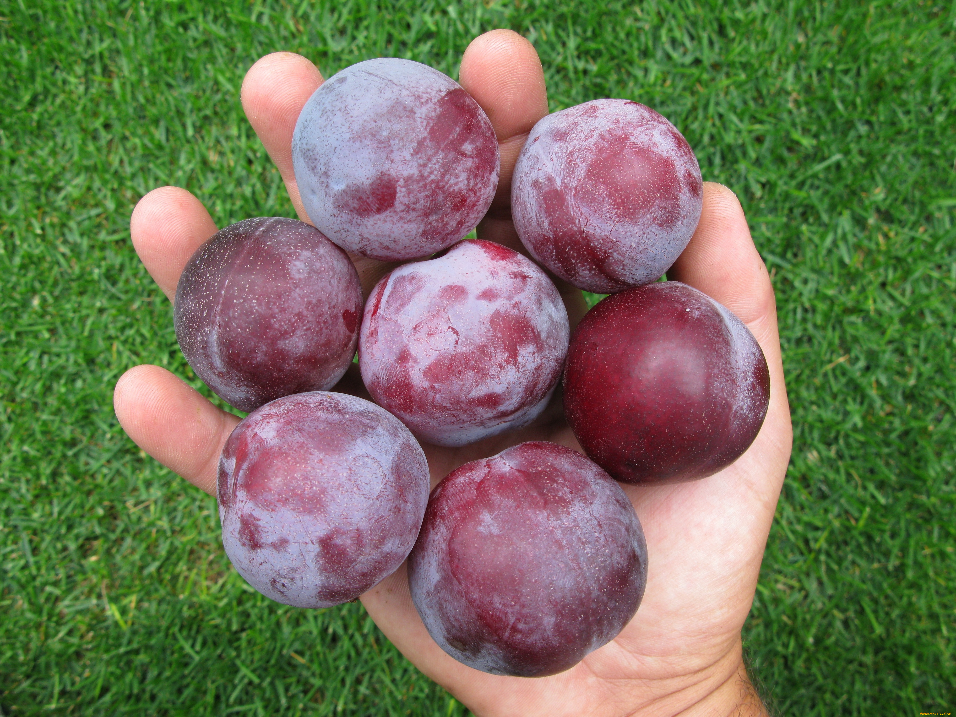 еда, персики, сливы, абрикосы, рука