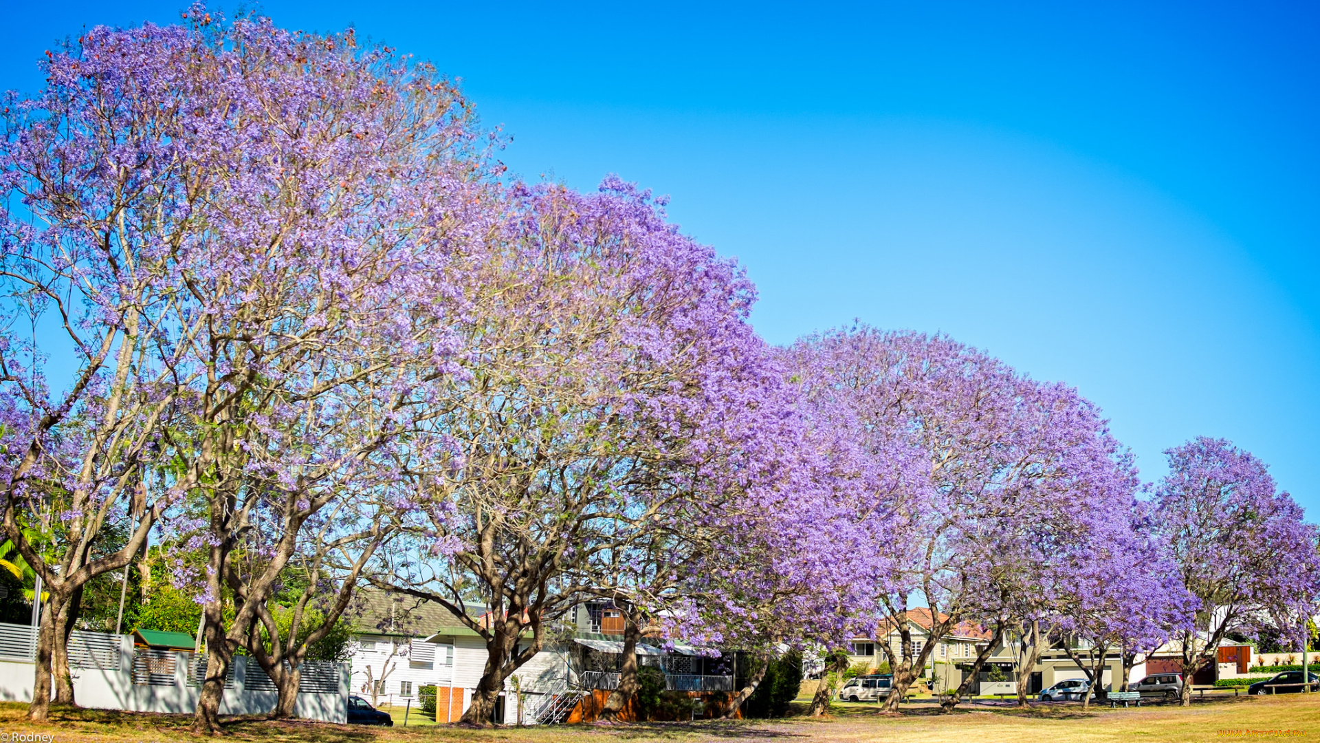 природа, деревья, цветкение, цветущие, дома, небо