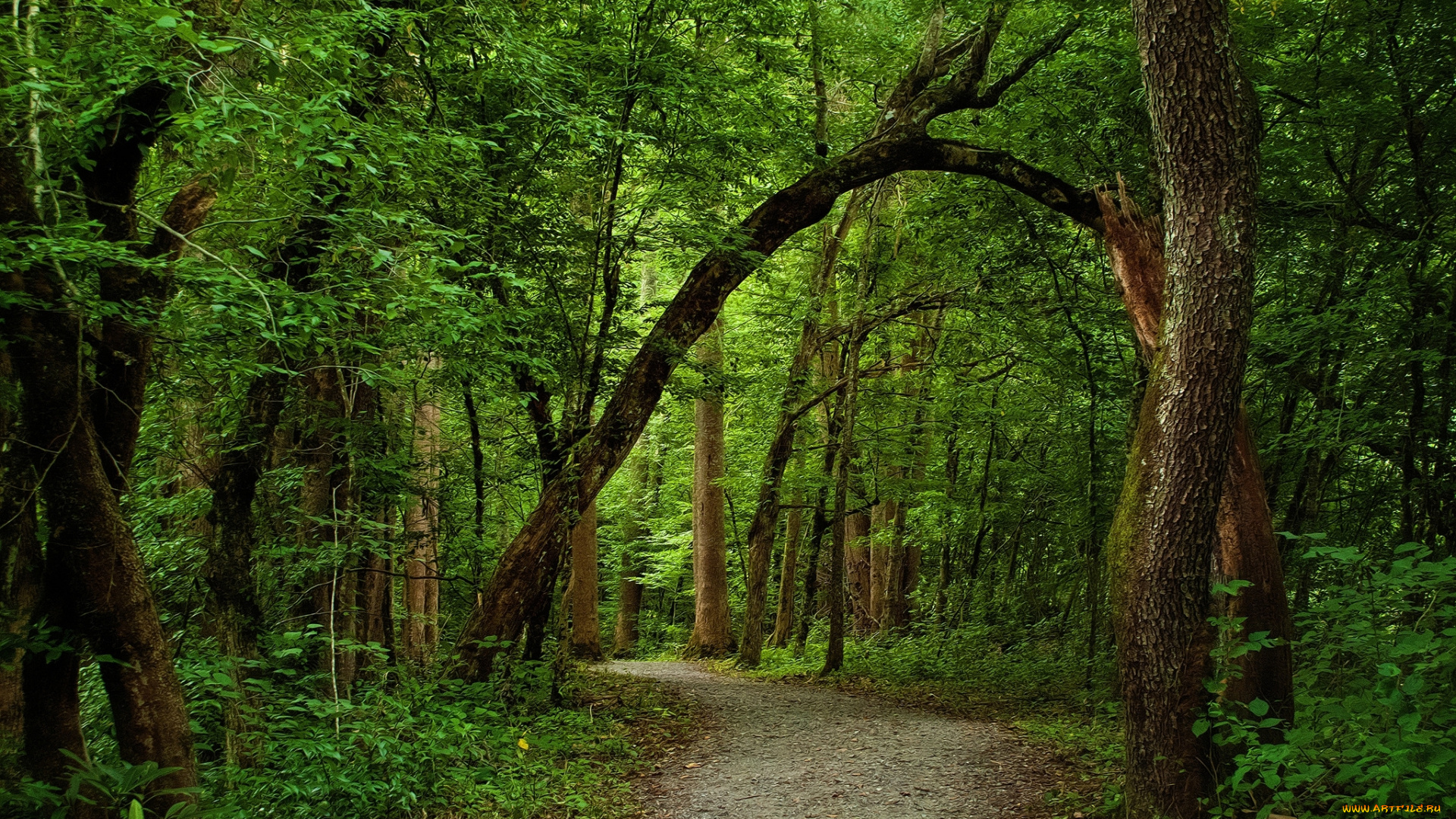 природа, дороги, деревья, лес, тропинка, зелень, лето